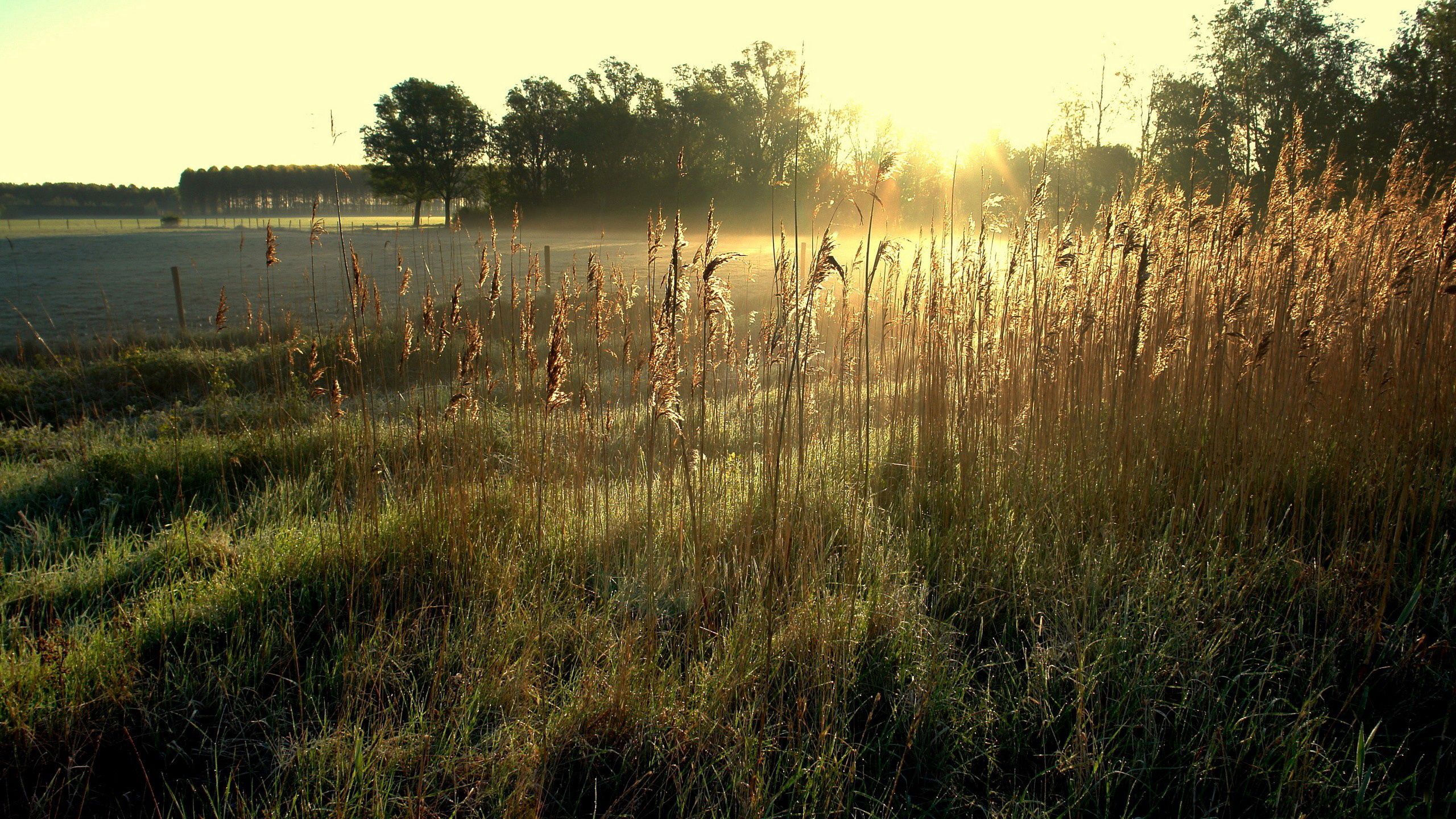 Download mobile wallpaper Dawn, Ears, Spikes, Field, Nature for free.