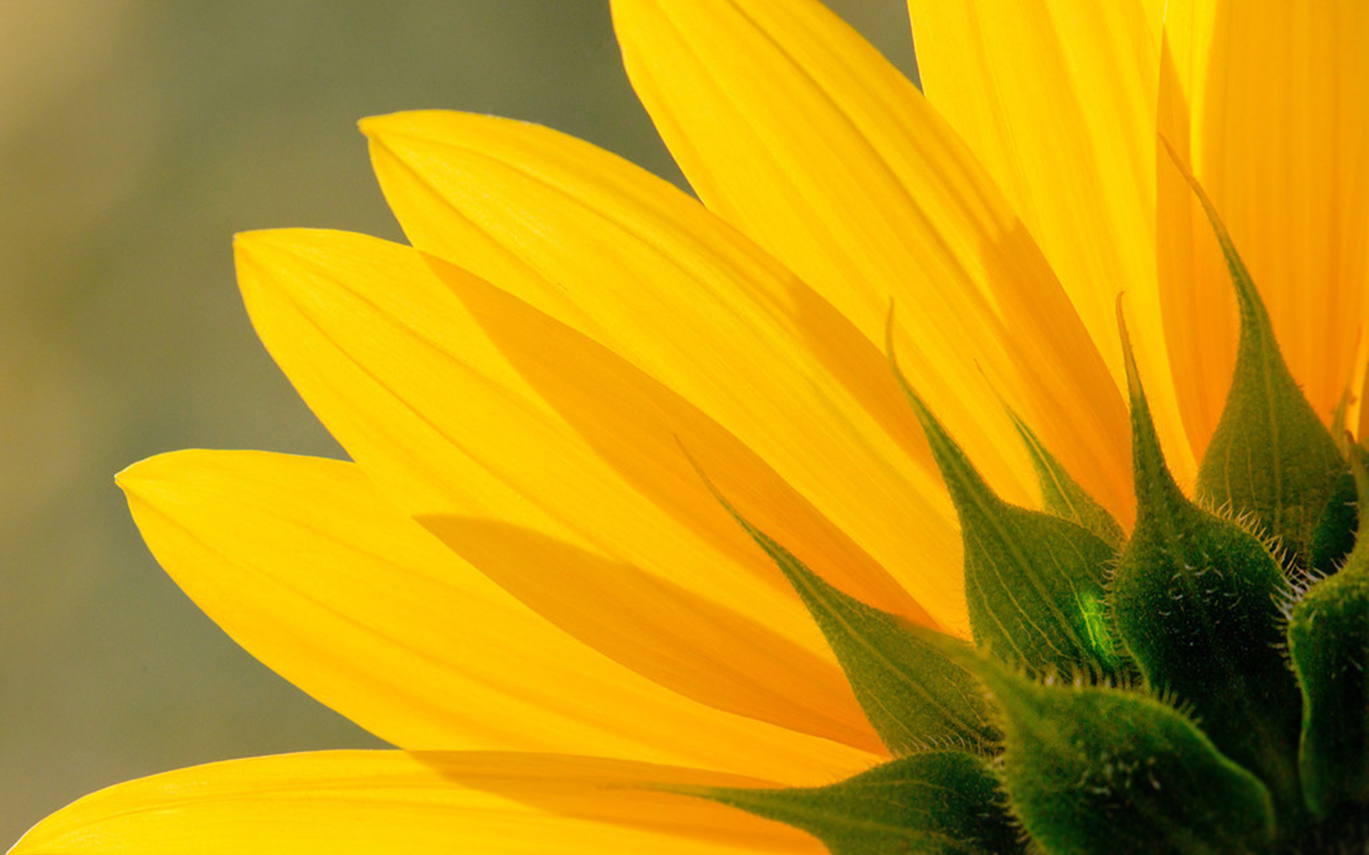 Download mobile wallpaper Sunflower, Yellow Flower, Flowers, Earth for free.