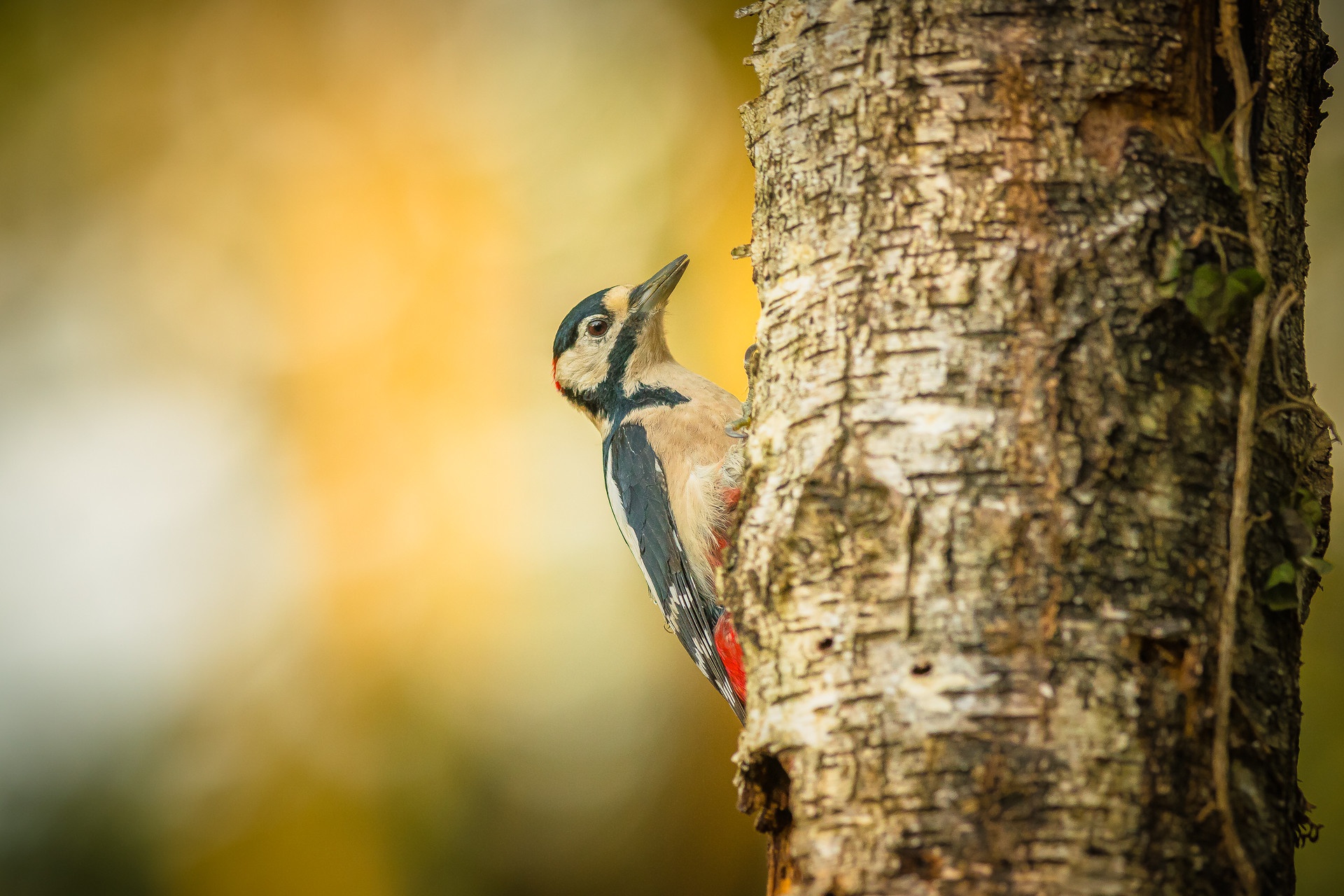 Abubilla pajaro carpintero