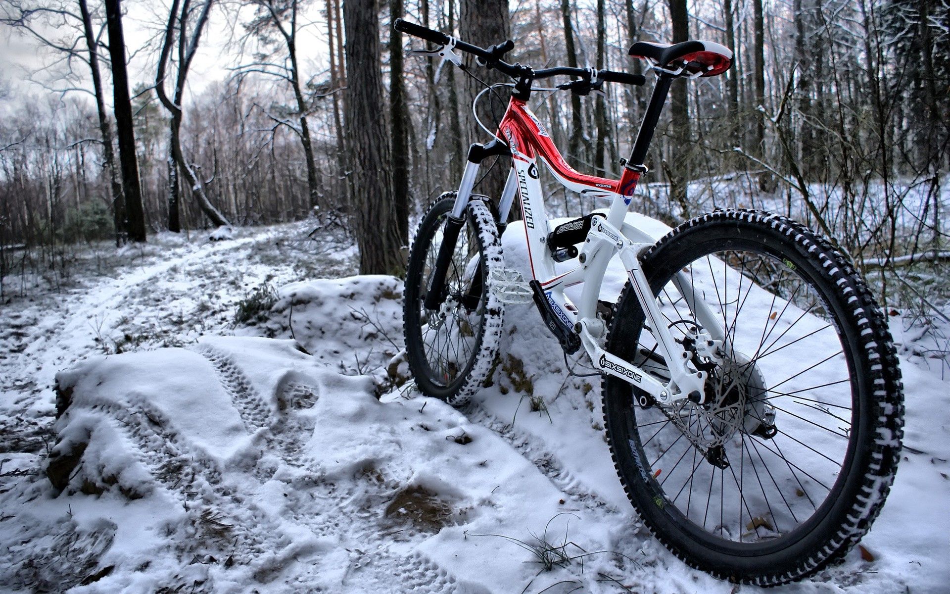 mountain bike, sports, snow, forest, traces