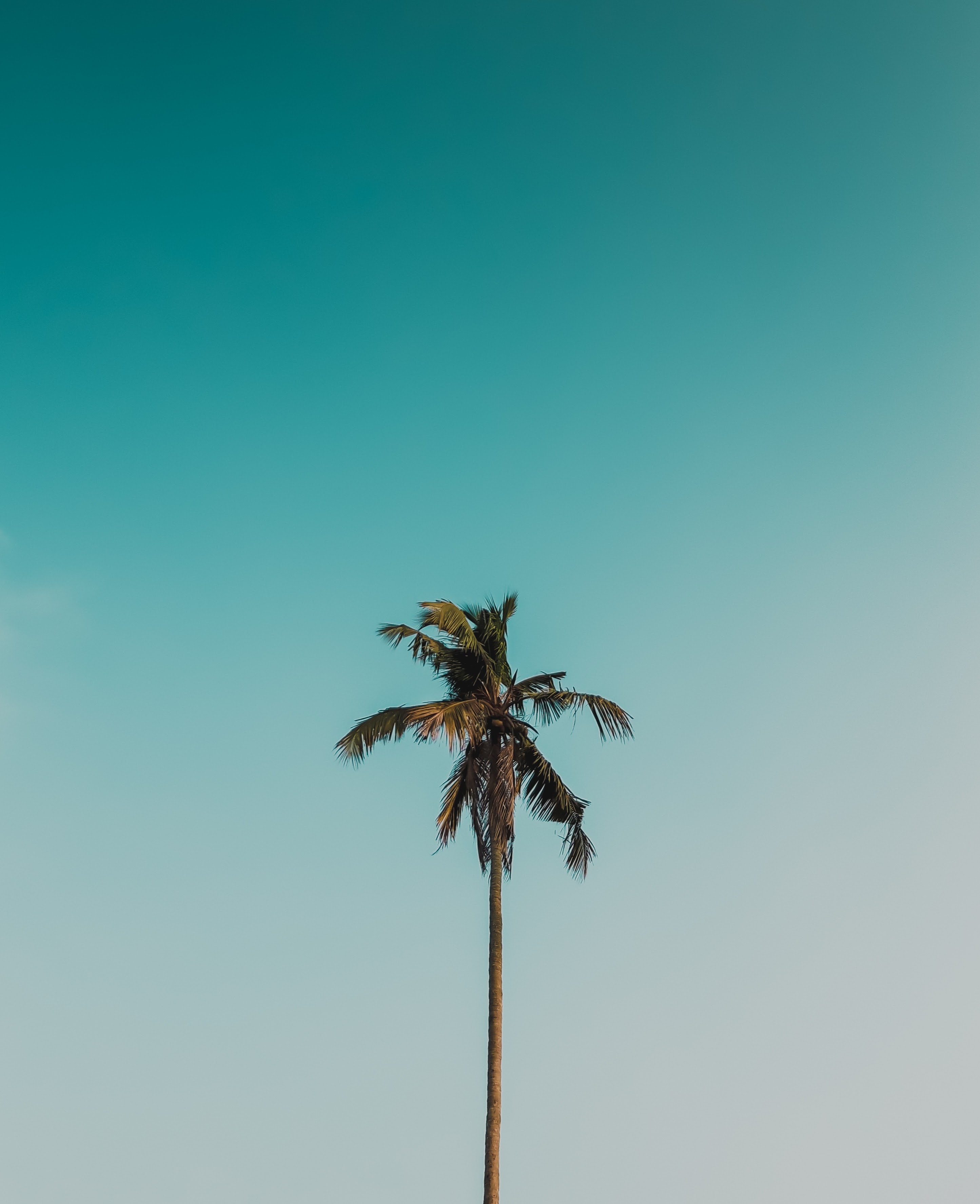palm, nature, sky, wood, tree, branches for android