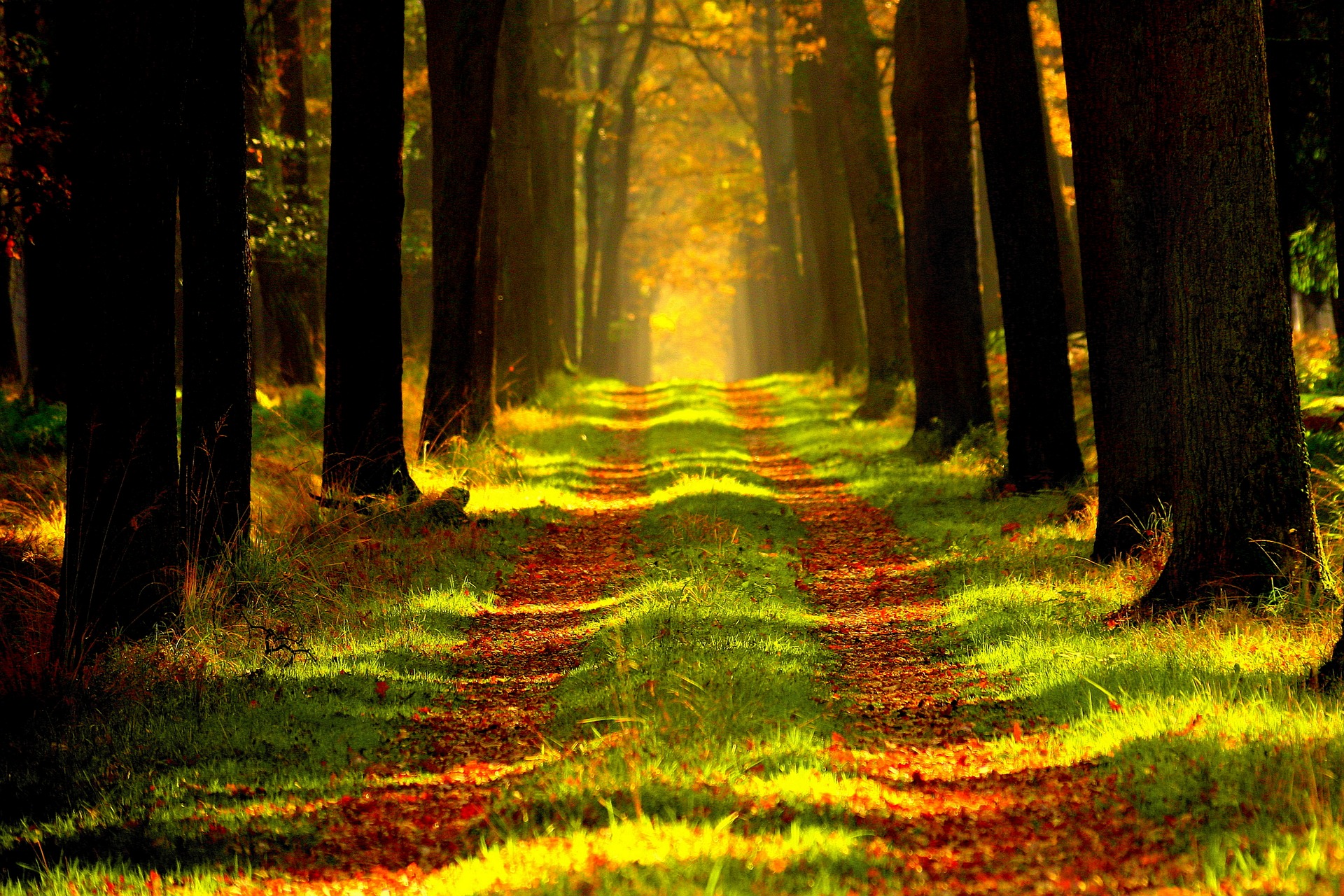 Mobile wallpaper trail, nature, trees, autumn, forest, path, foliage
