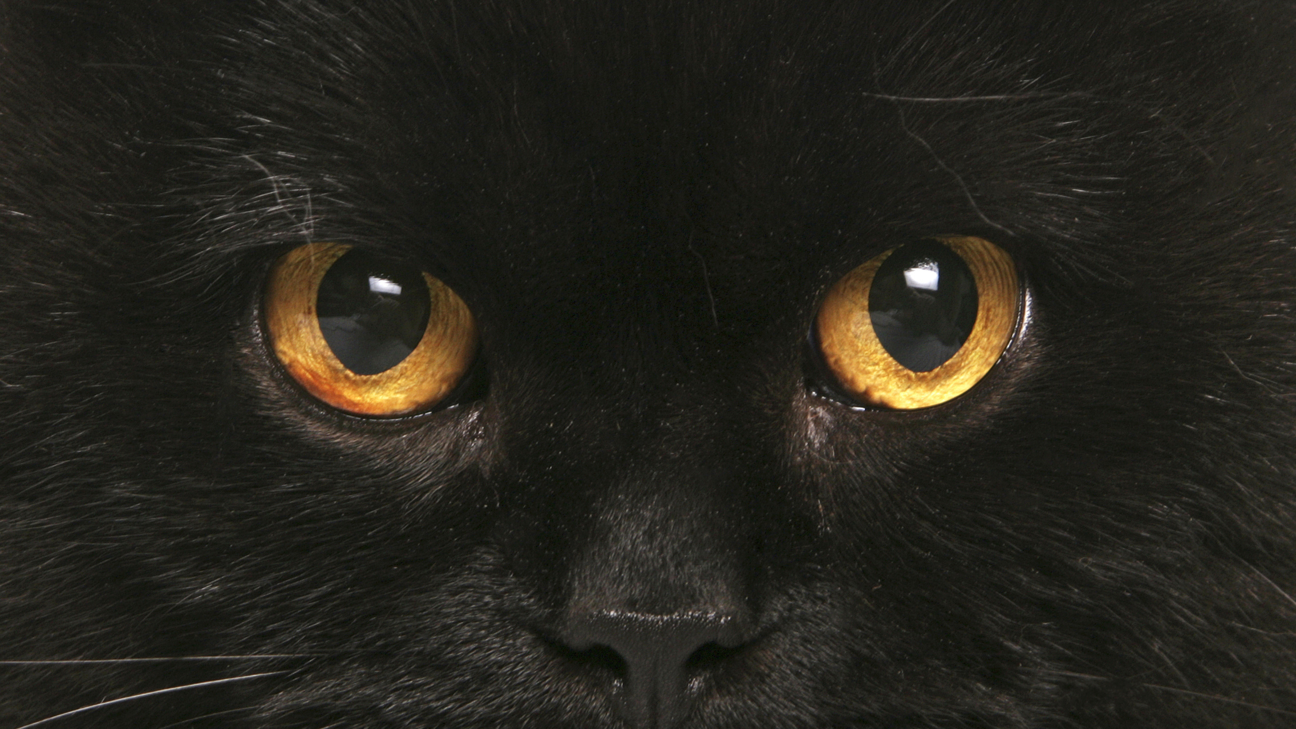 Кошачьи глаза в темноте
