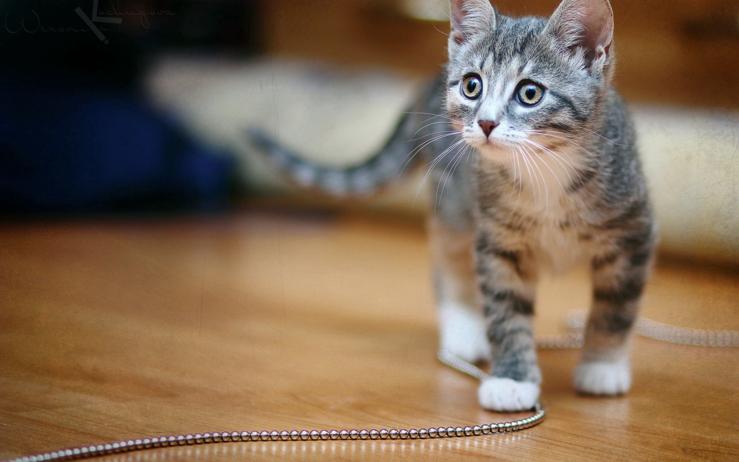 Laden Sie das Fleckig, Kette, Tiere, Gefleckt, Kätzchen-Bild kostenlos auf Ihren PC-Desktop herunter