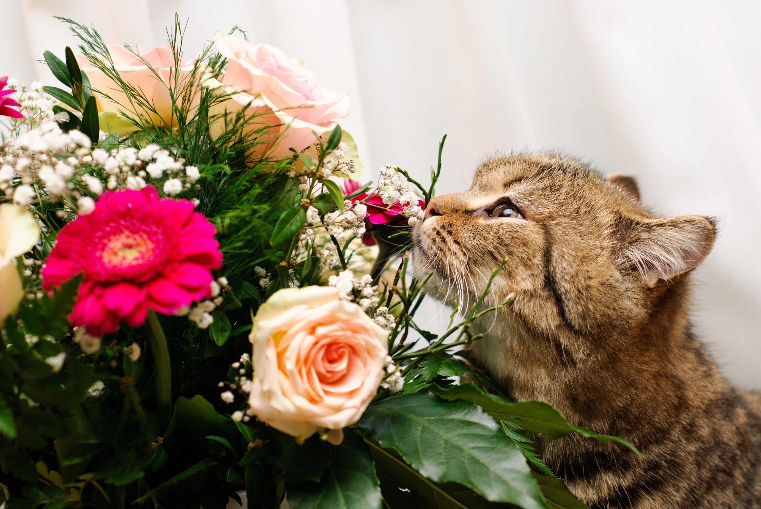animals, flowers, cat, bouquet, to sniff, smell phone wallpaper