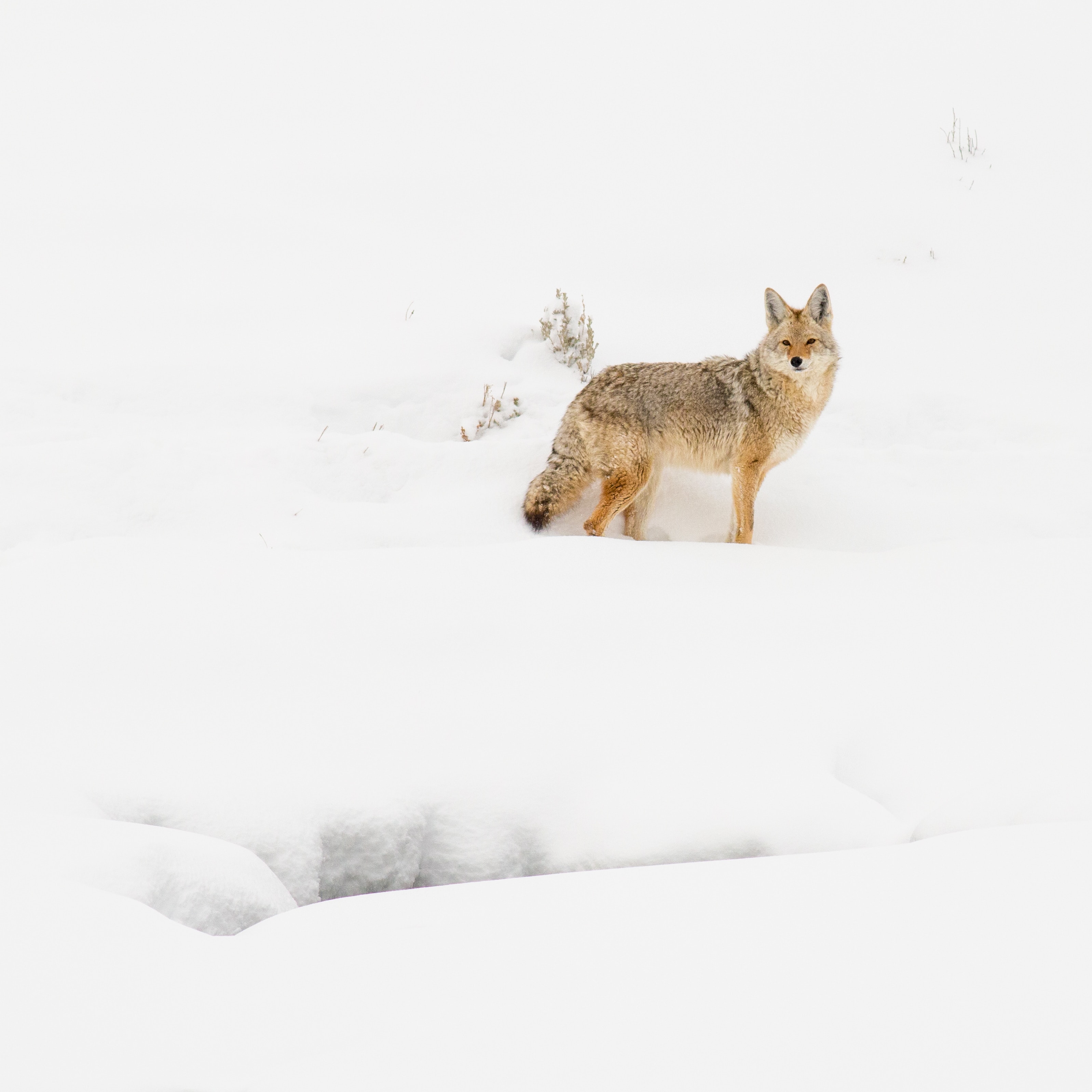 Download mobile wallpaper Animals, Winter, Snow, Coyote, Beast, Wildlife for free.