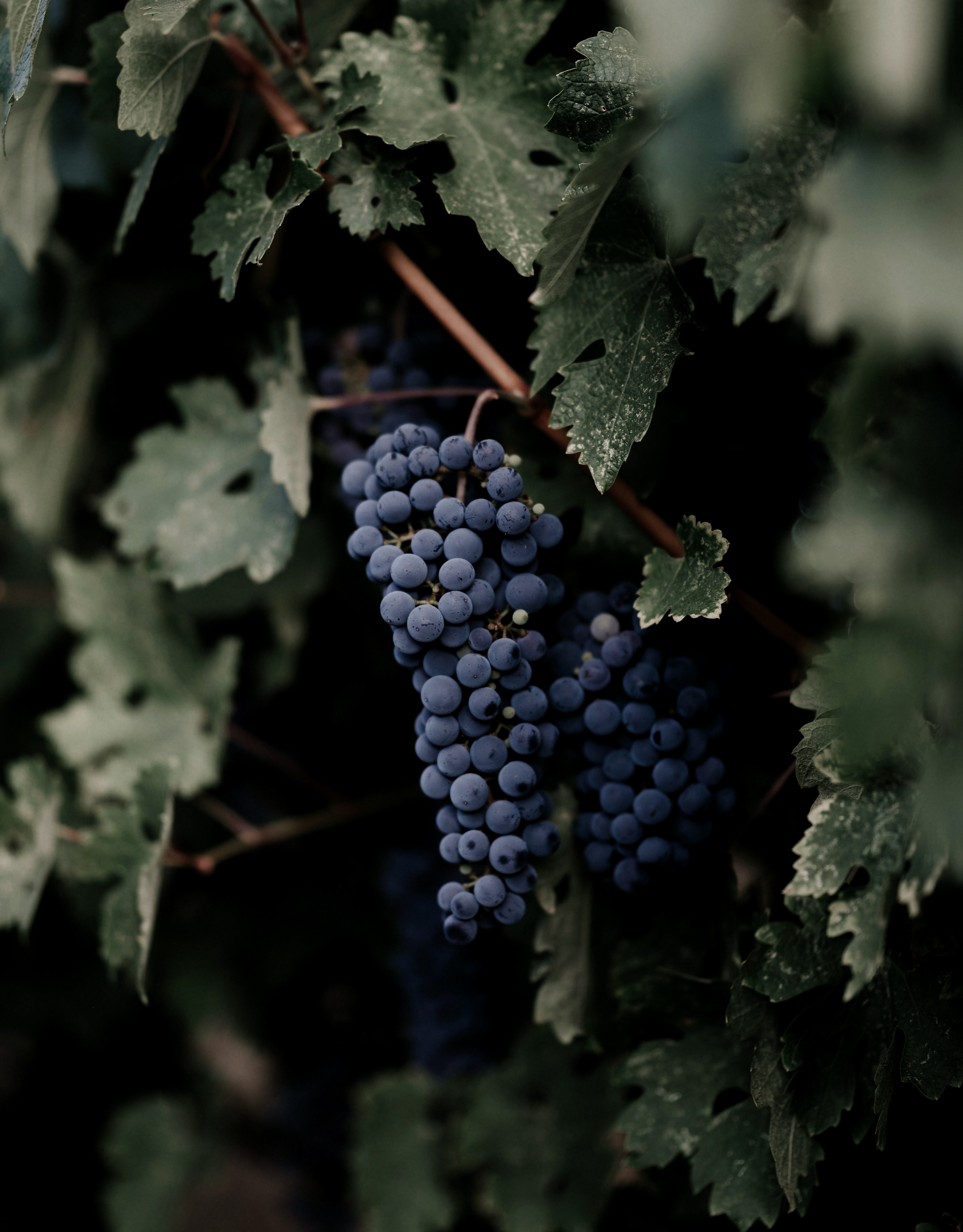grapes, leaves, macro, branches, bunch High Definition image