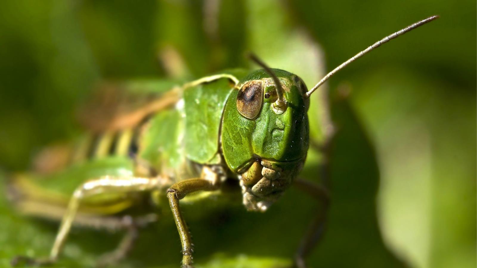 HD wallpaper grasshopper, animal