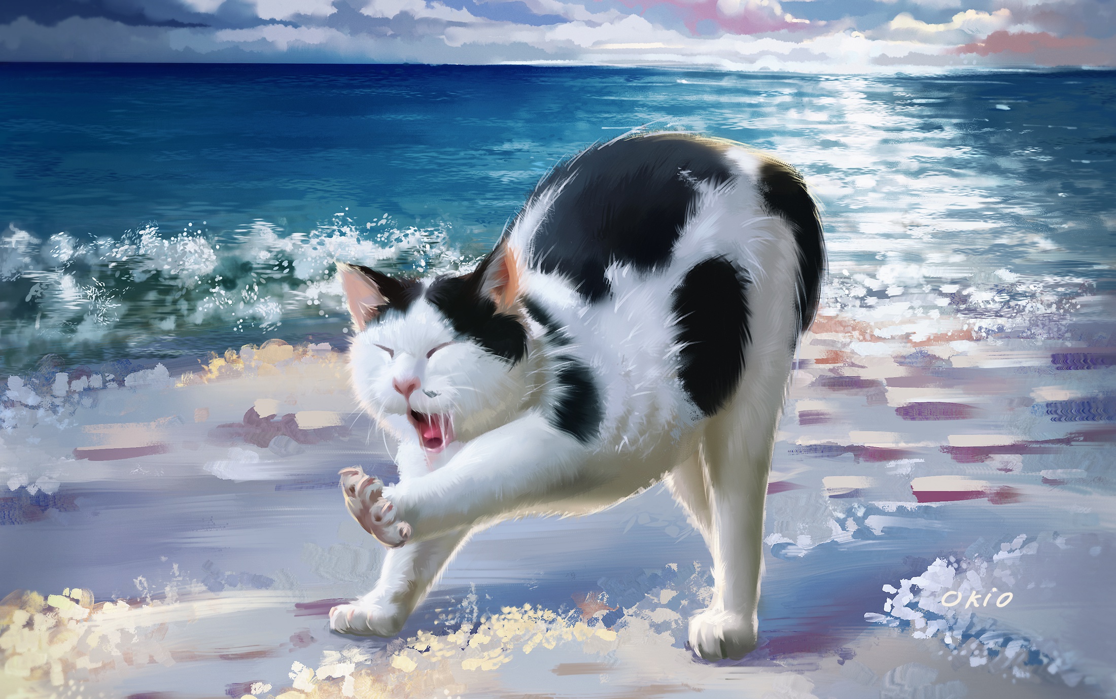 Лето море кот