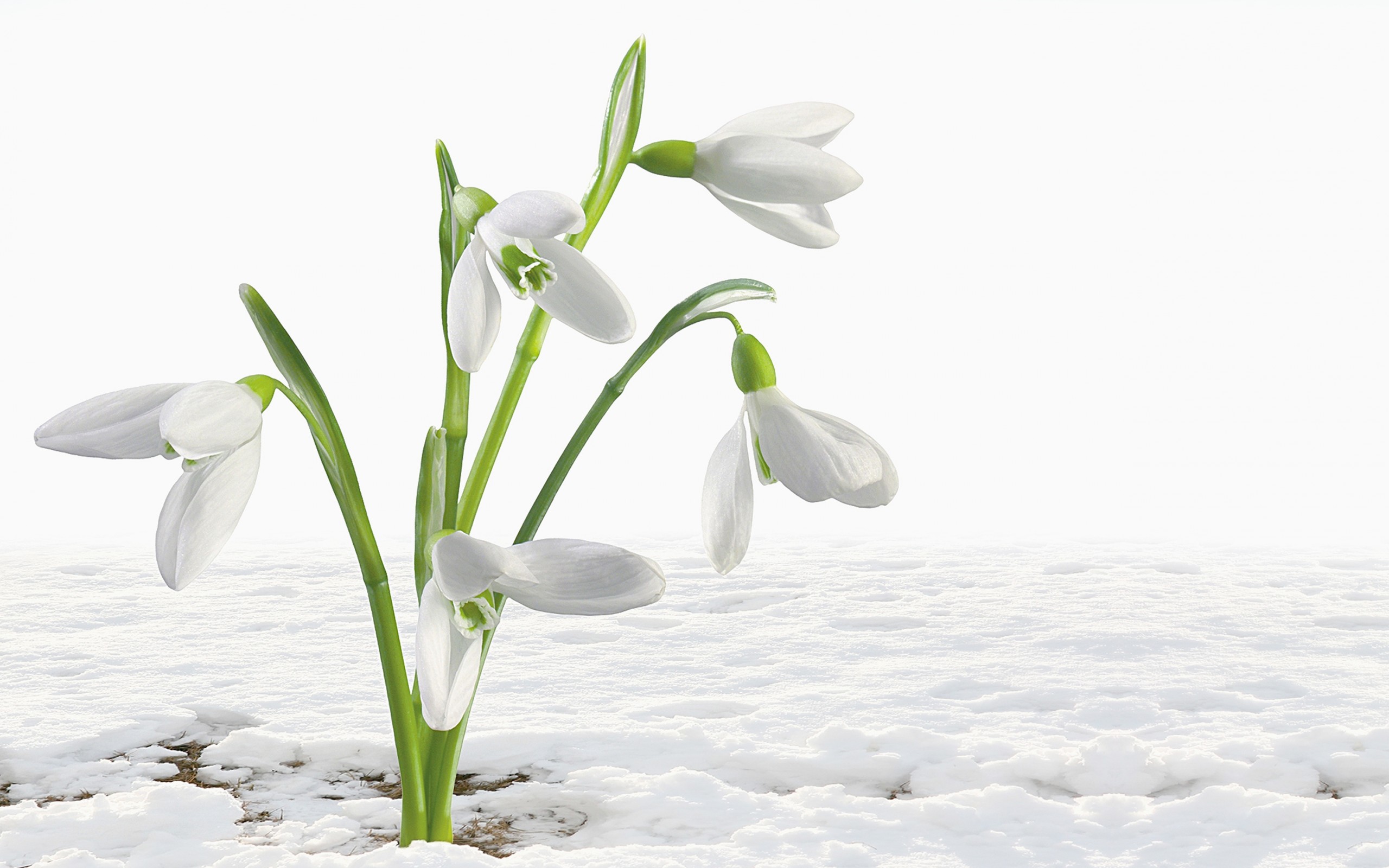white flower, flowers, earth, snowdrop, flower download HD wallpaper