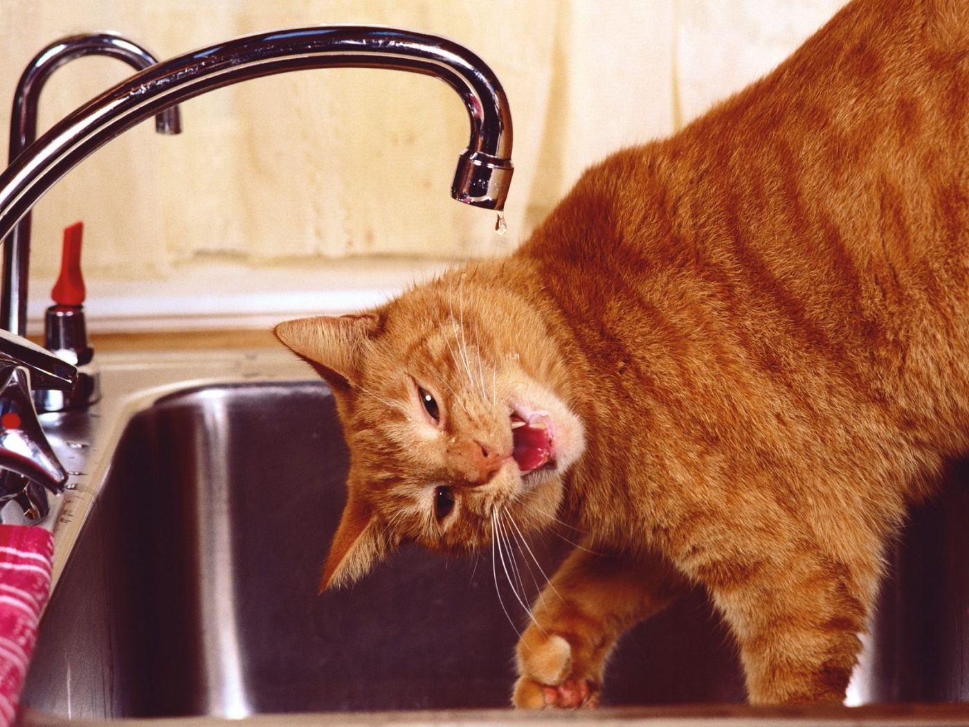 Включи выключи котов. Забавные кошки. Забавный рыжий кот. Котики приколы. Кот и кран с водой.