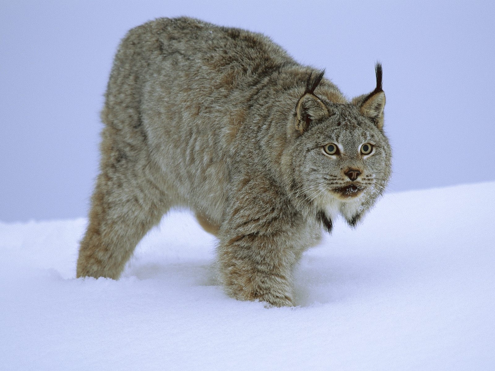 bobcats, animals, winter, snow 5K