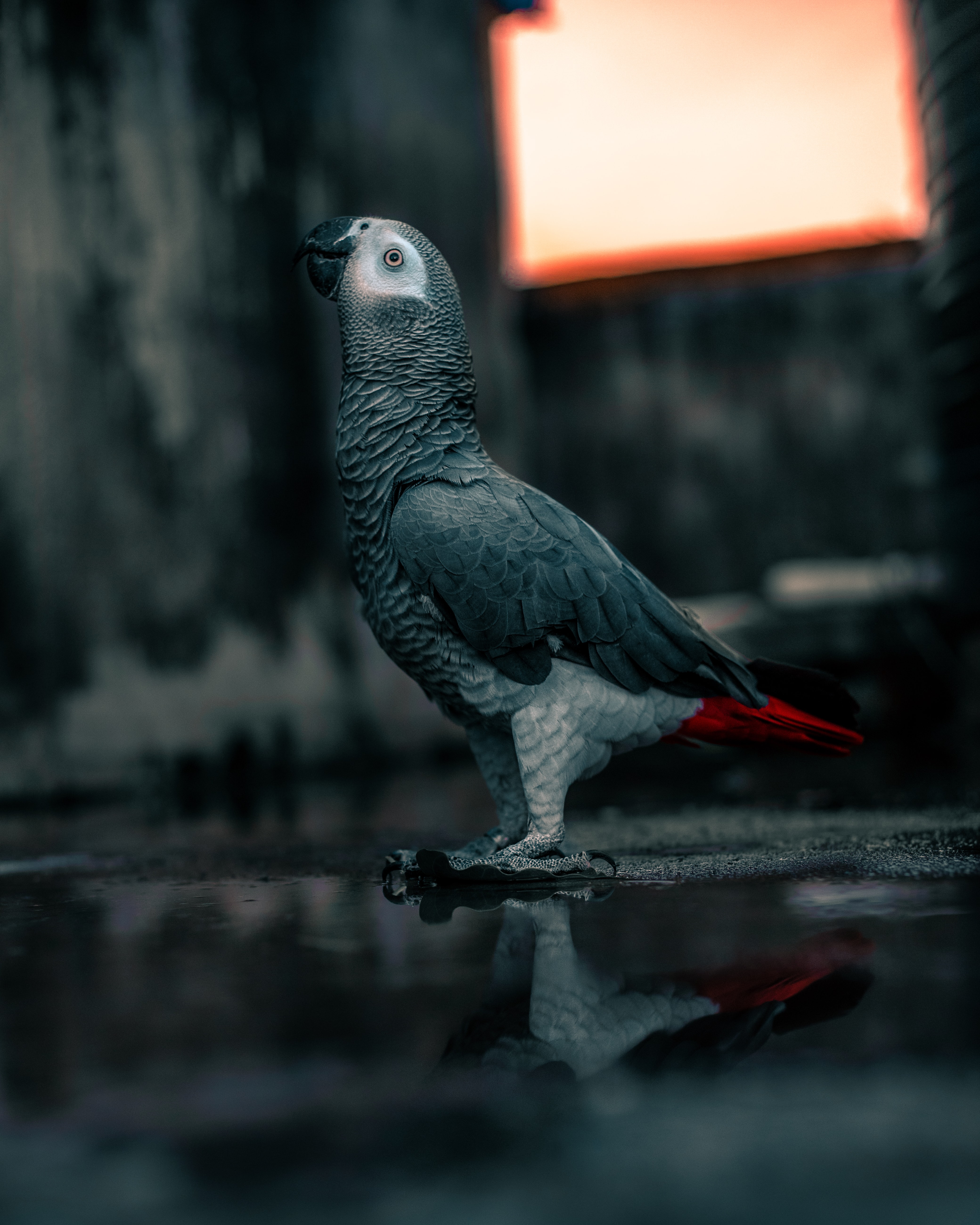 Download mobile wallpaper Animals, Grey, Bird, Parrots, Neon for free.