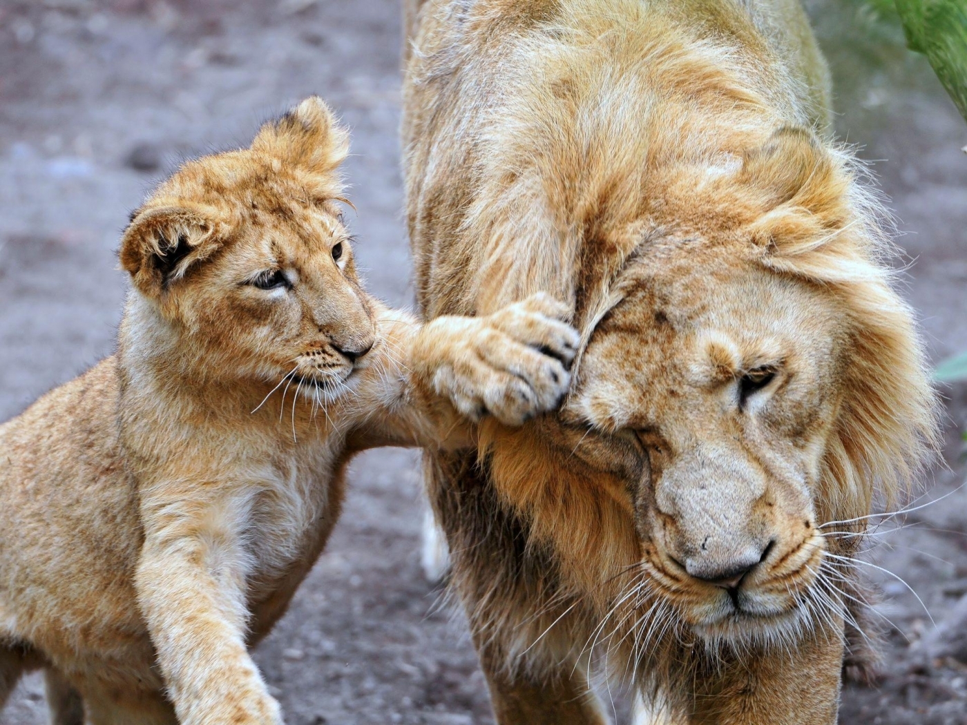 animals, lions Desktop home screen Wallpaper