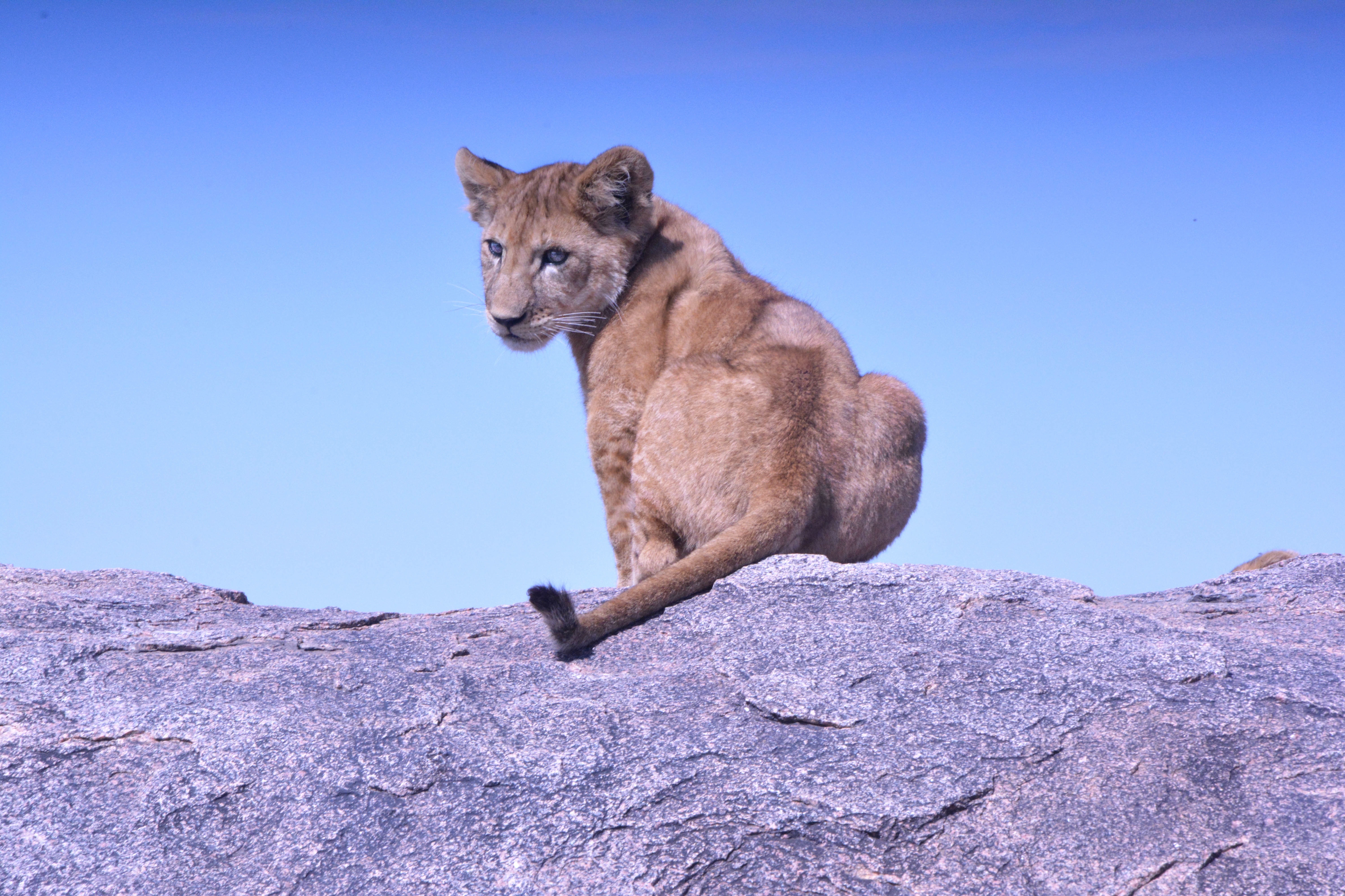 lion cub, animals, rock, lion, predator, stone Smartphone Background