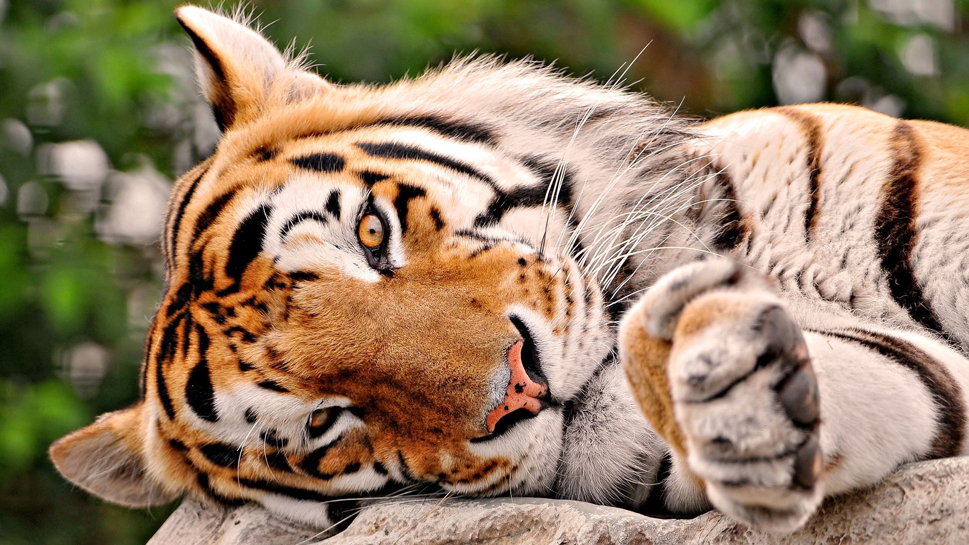 Download mobile wallpaper To Lie Down, Kind, Lie, Paw, Animals, Tiger for free.