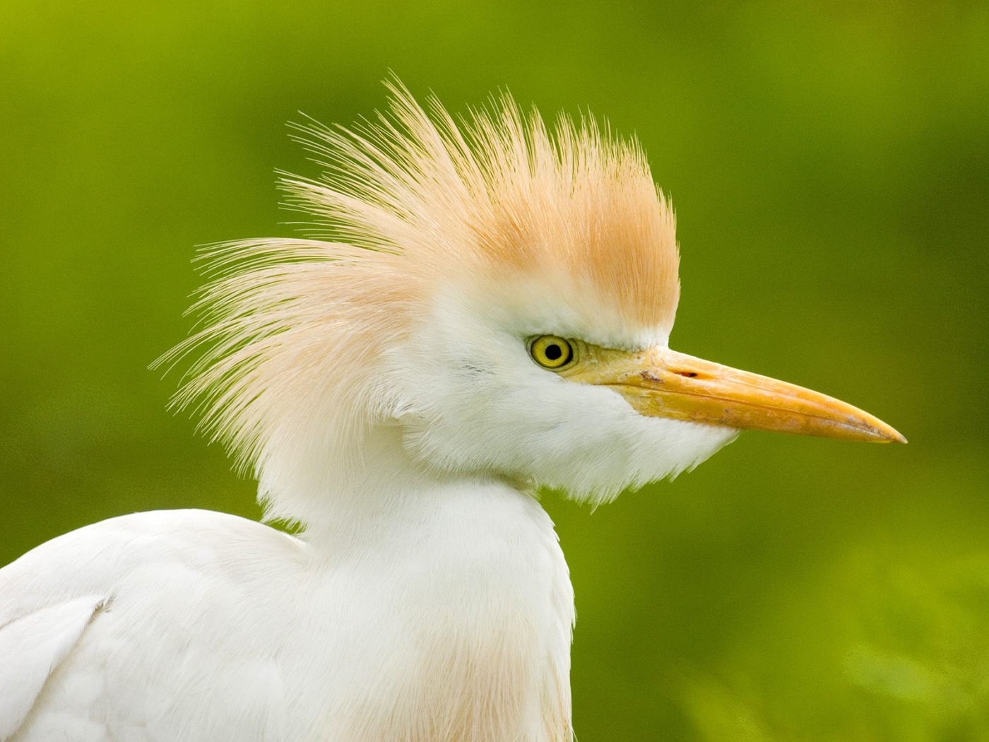 Download mobile wallpaper Heron, Animals, Birds for free.