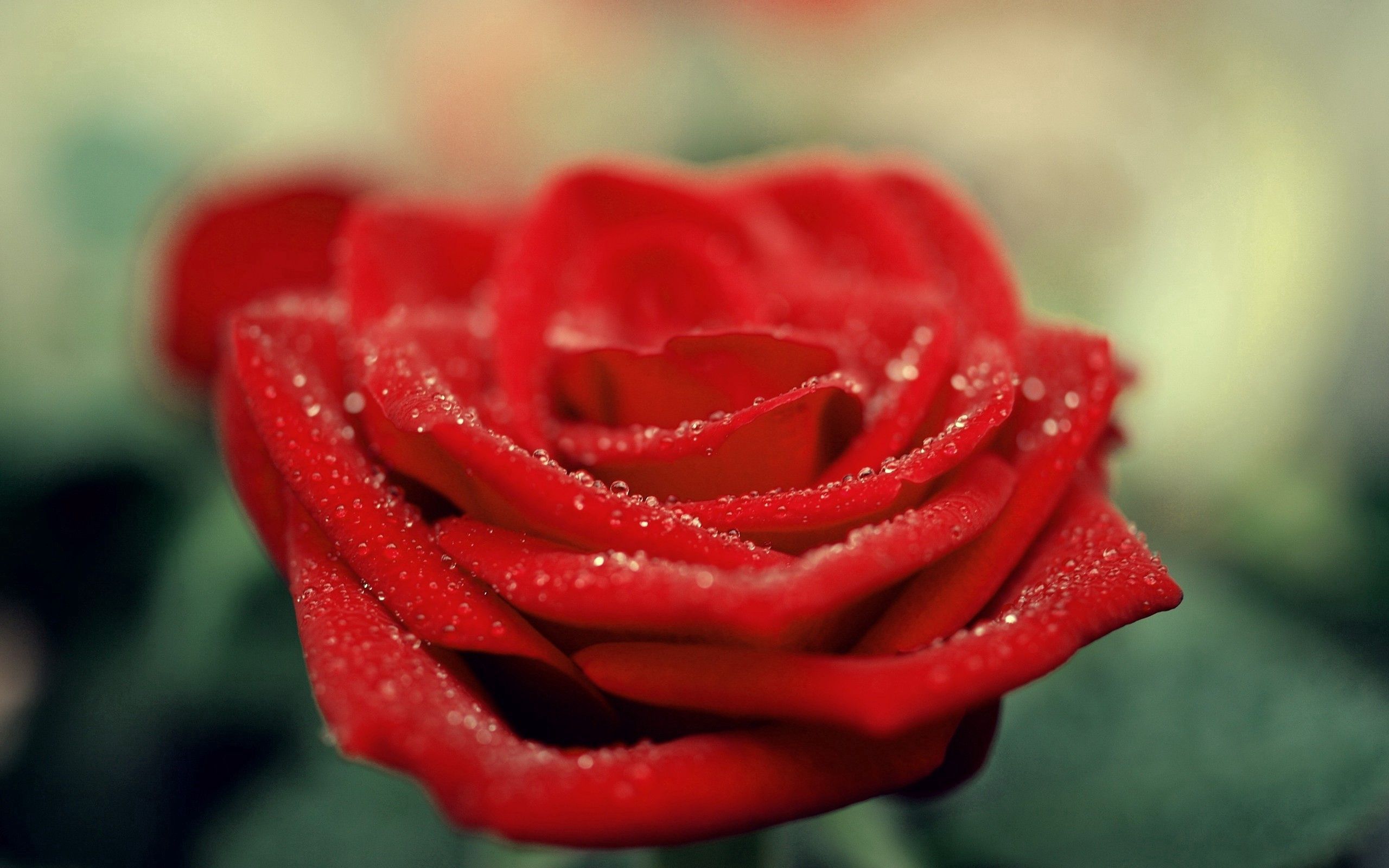 Laden Sie das Drops, Makro, Rose, Blütenblätter, Blume-Bild kostenlos auf Ihren PC-Desktop herunter