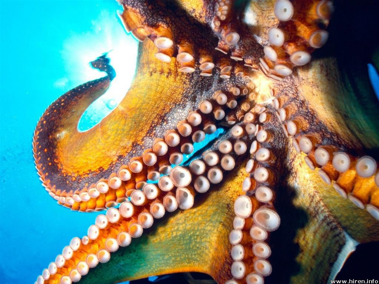 animal, octopus HD wallpaper