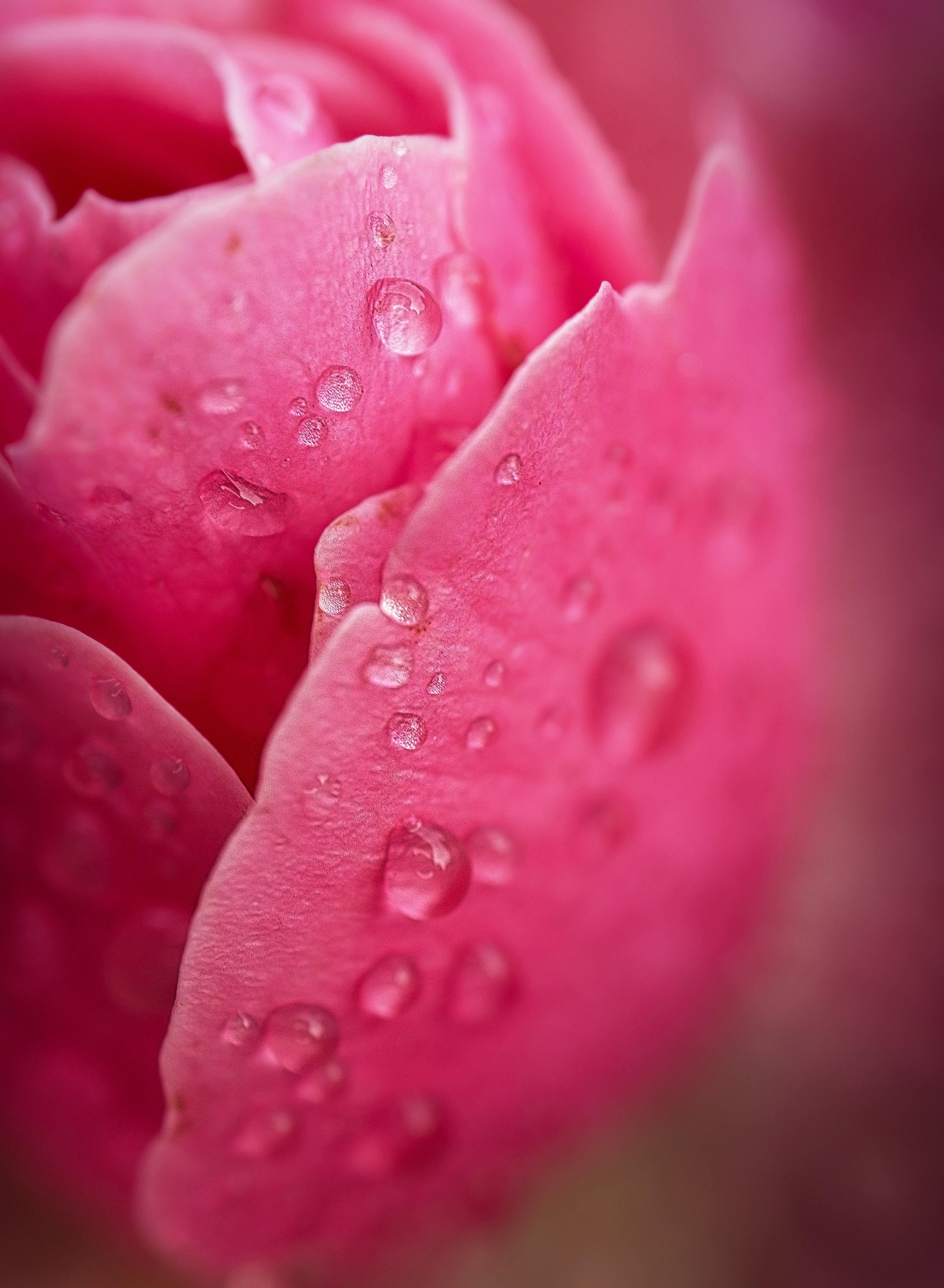 Laden Sie das Drop, Makro, Ein Tropfen, Rosa, Blütenblätter-Bild kostenlos auf Ihren PC-Desktop herunter