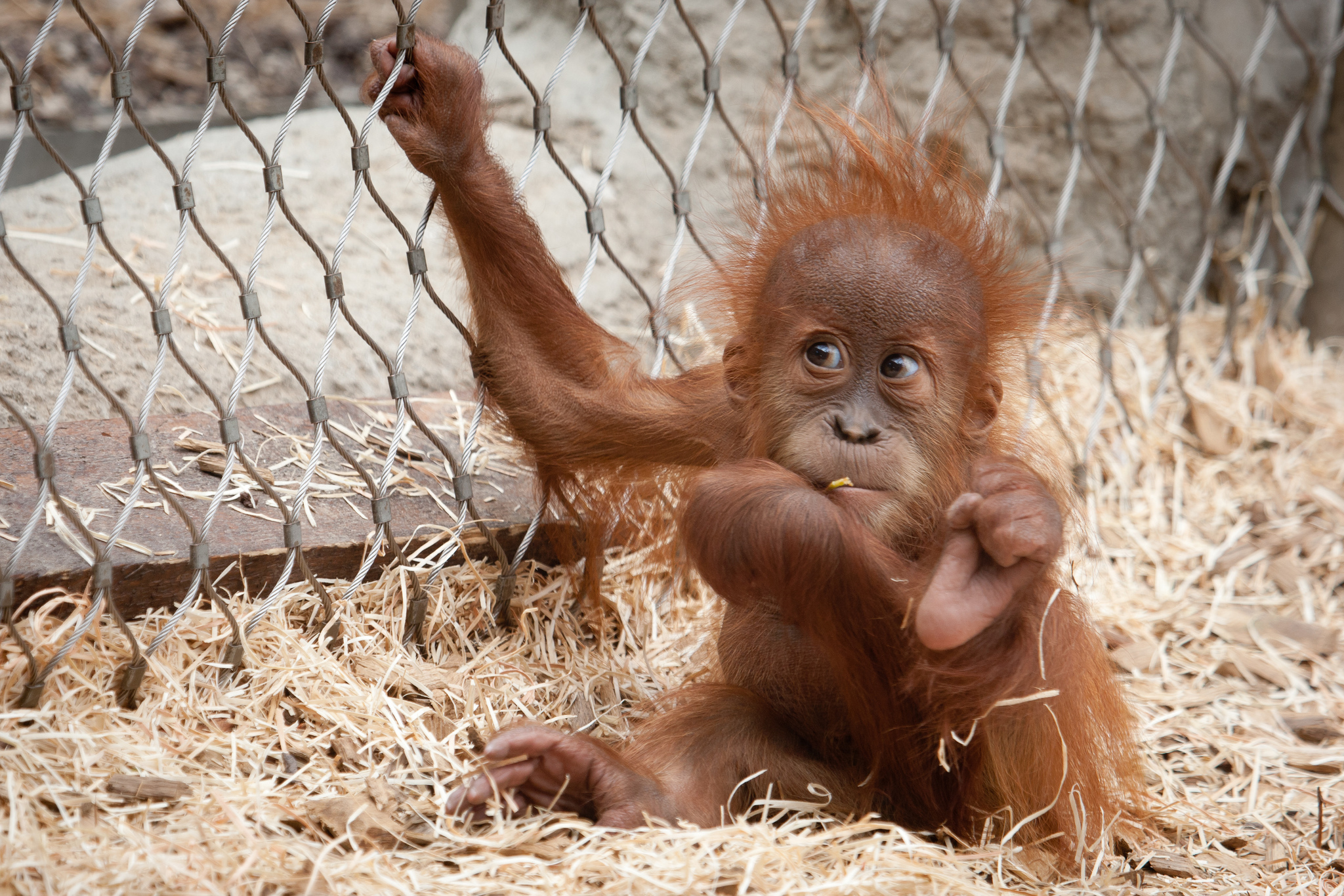 309415 télécharger l'image animaux, orang outan, singes - fonds d'écran et économiseurs d'écran gratuits