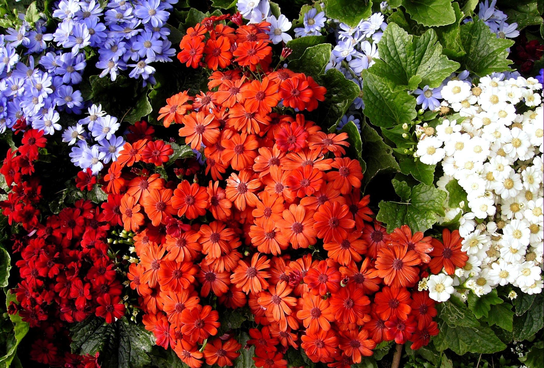earth, cineraria, colorful, colors, flower, orange flower, white flower, flowers Free Stock Photo