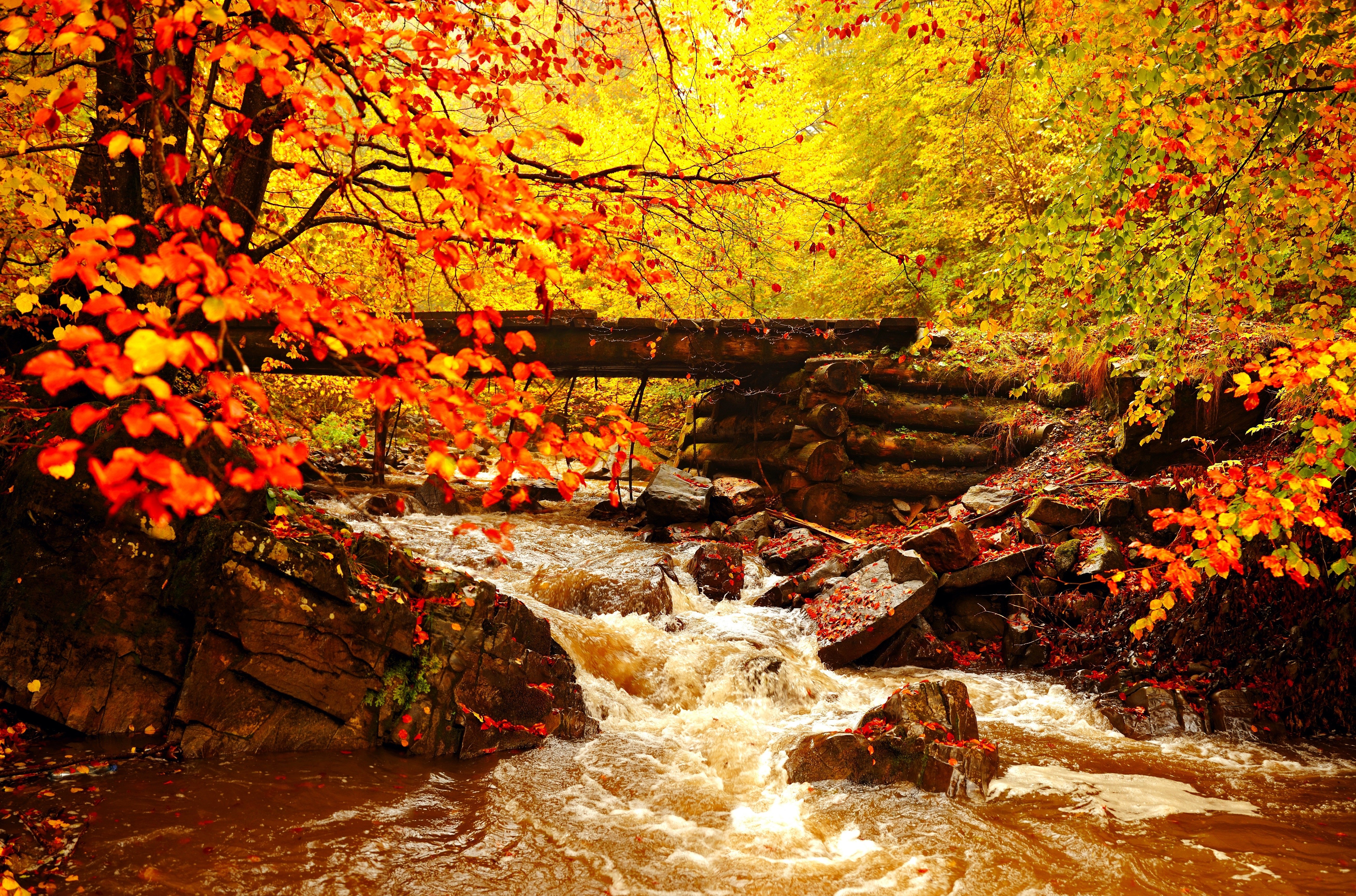 Скачать картинку Осень, Лес, Дерево, Мост, Листва, Ручей, Земля/природа в телефон бесплатно.
