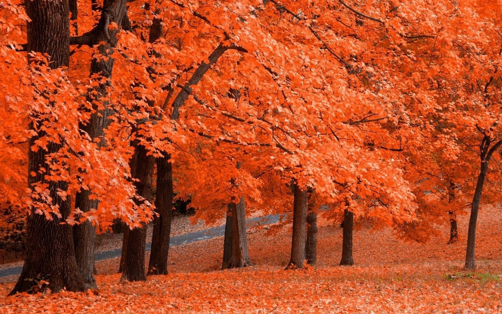 Оранжевые деревья осенью