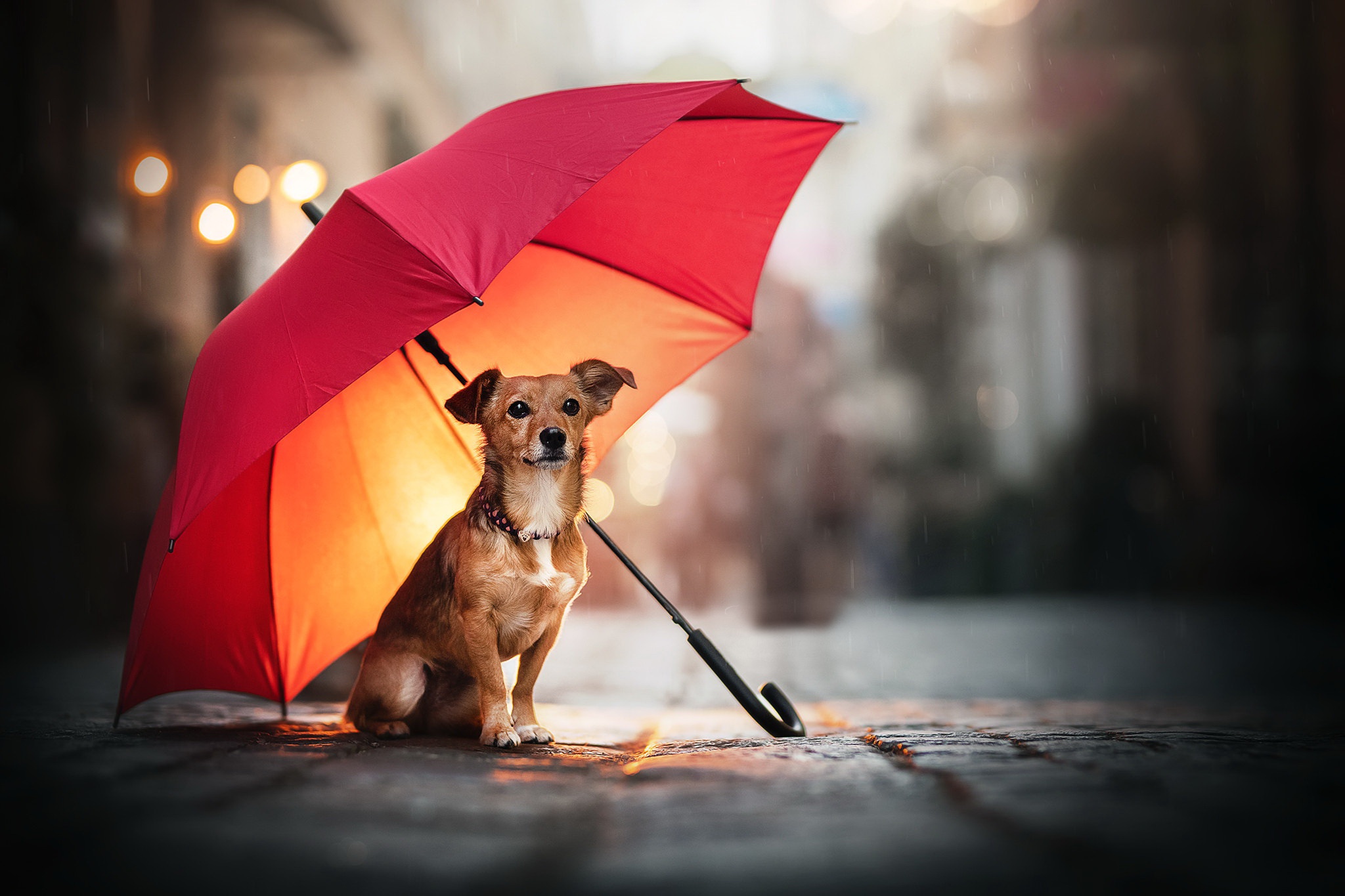 Собака под зонтиком