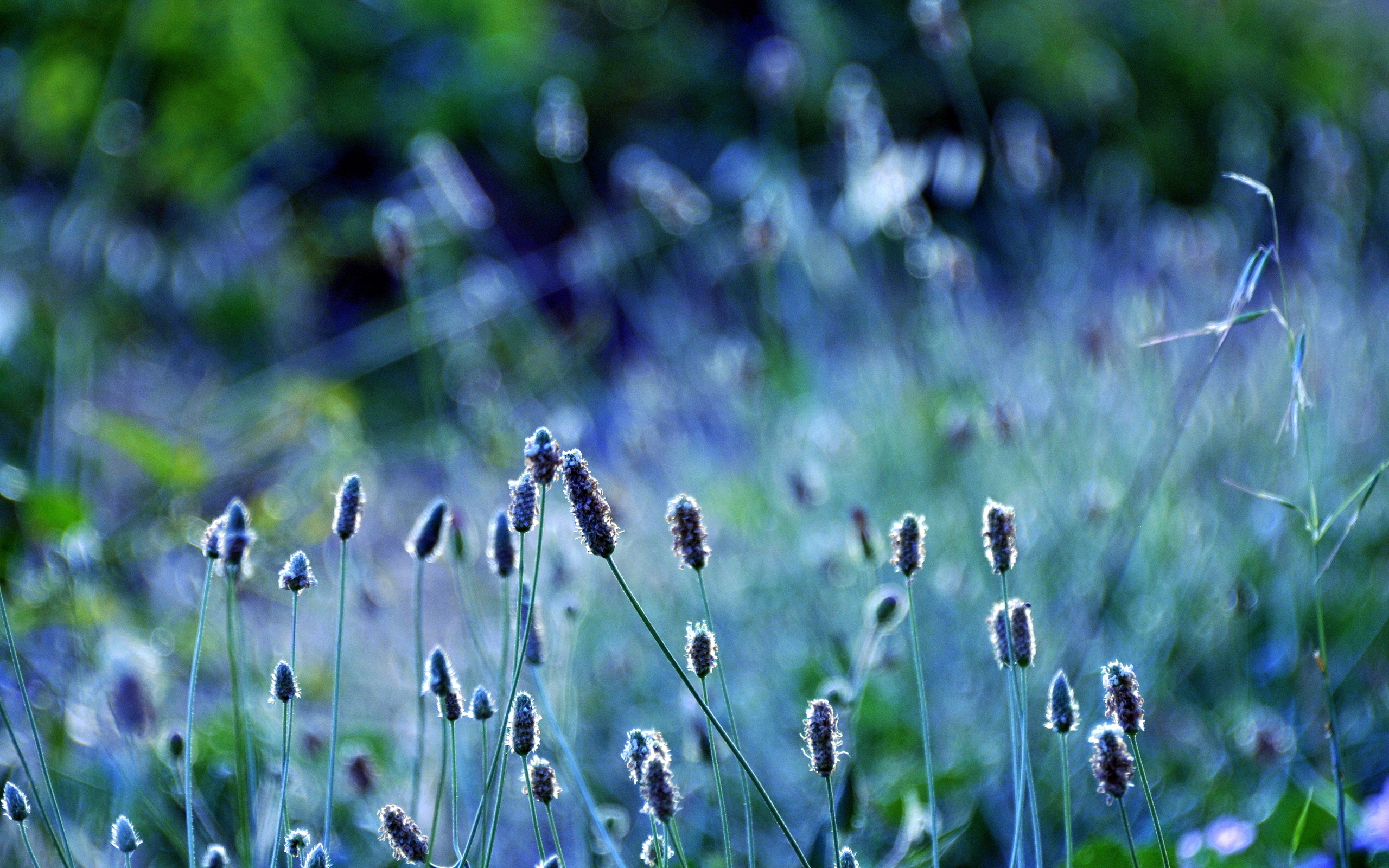 Фото природа трава цветы