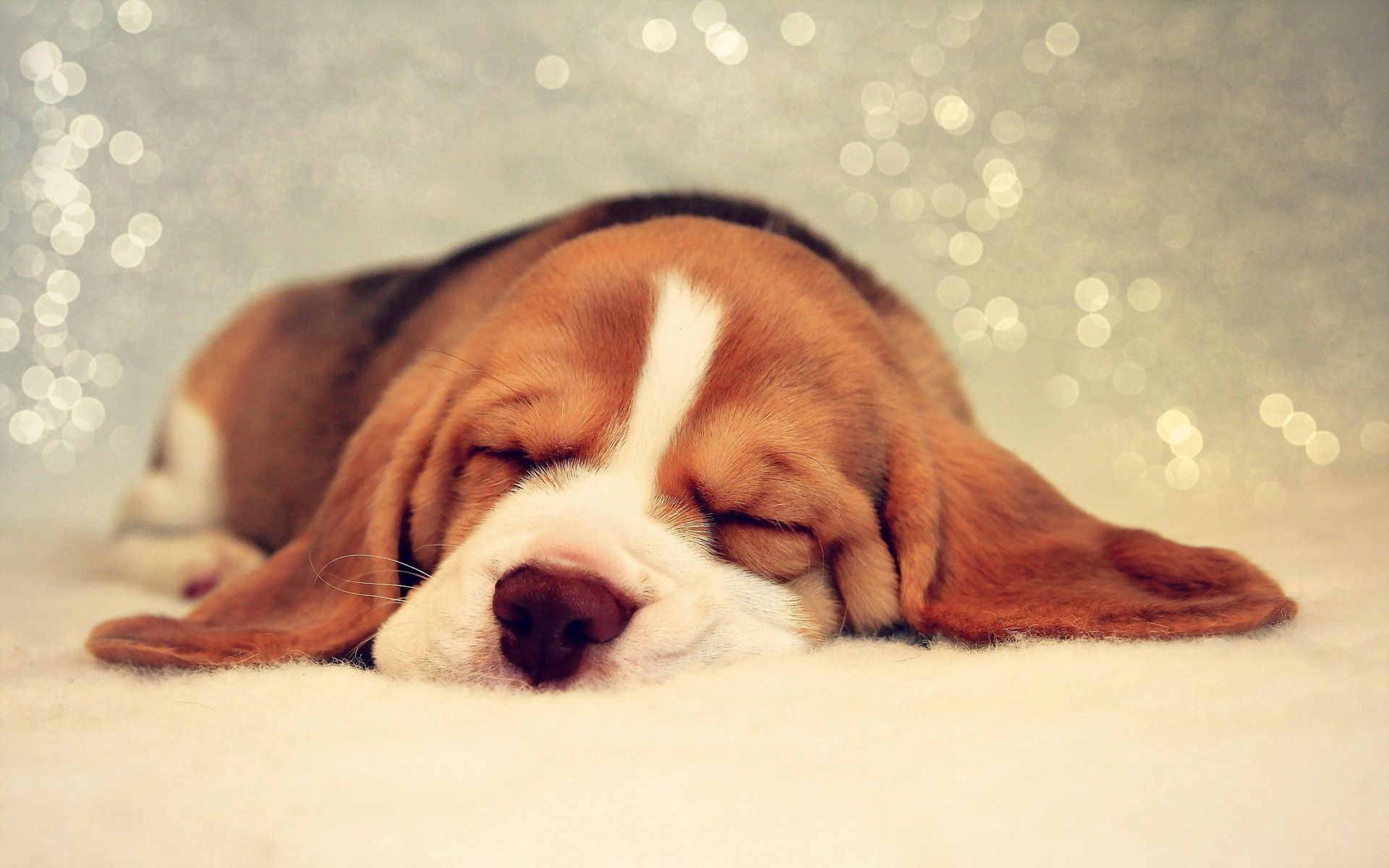 spotted, spotty, animals, dog, muzzle, beautiful, sleep, dream wallpapers for tablet
