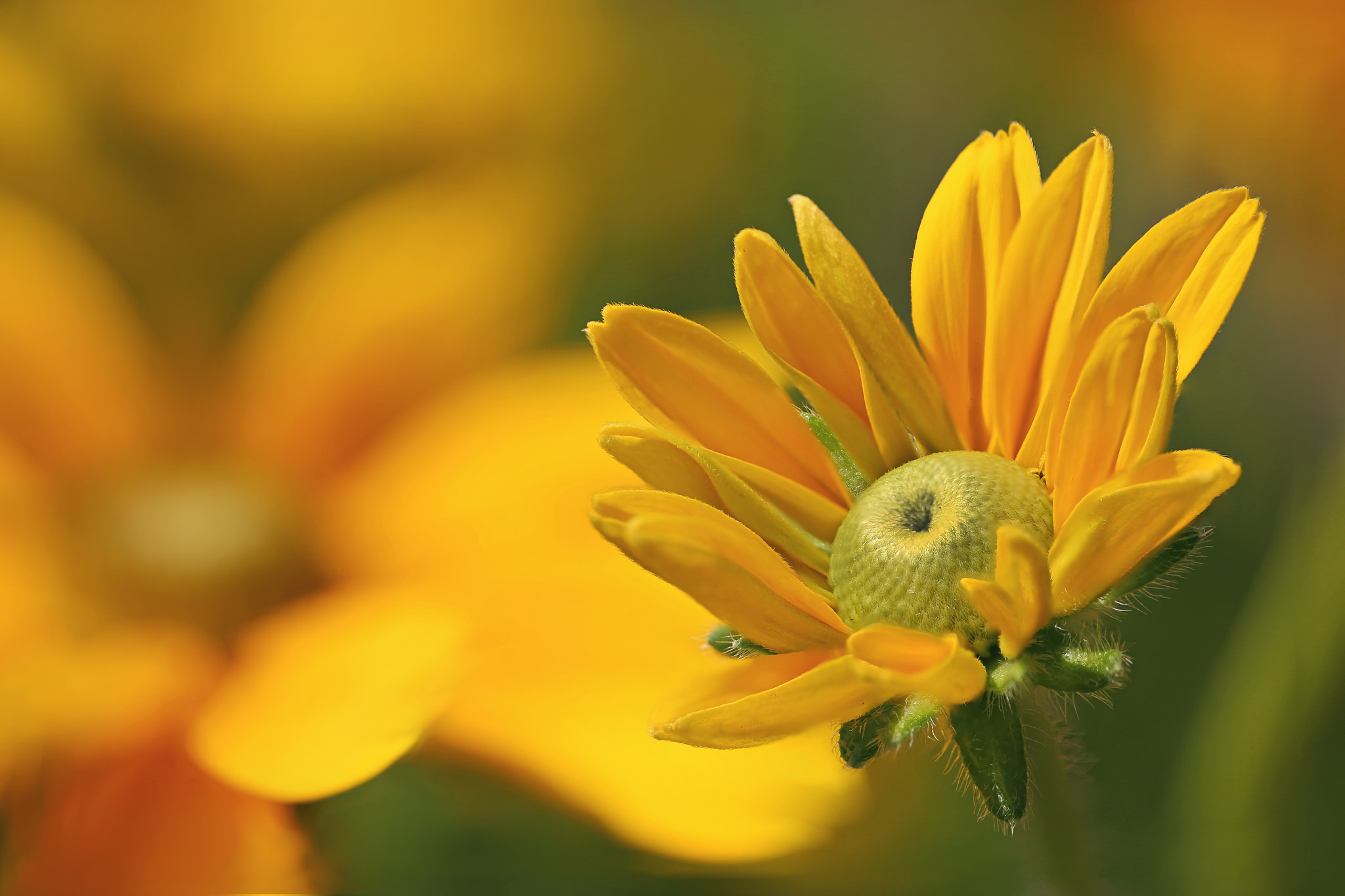 blur, earth, black eyed susan, close up, flower, nature, yellow flower, flowers Full HD