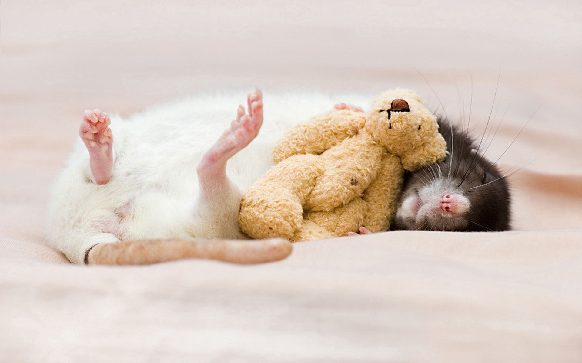 Free download wallpaper Sleep, Rodent, Toy, Dream, Rat, Animals on your PC desktop
