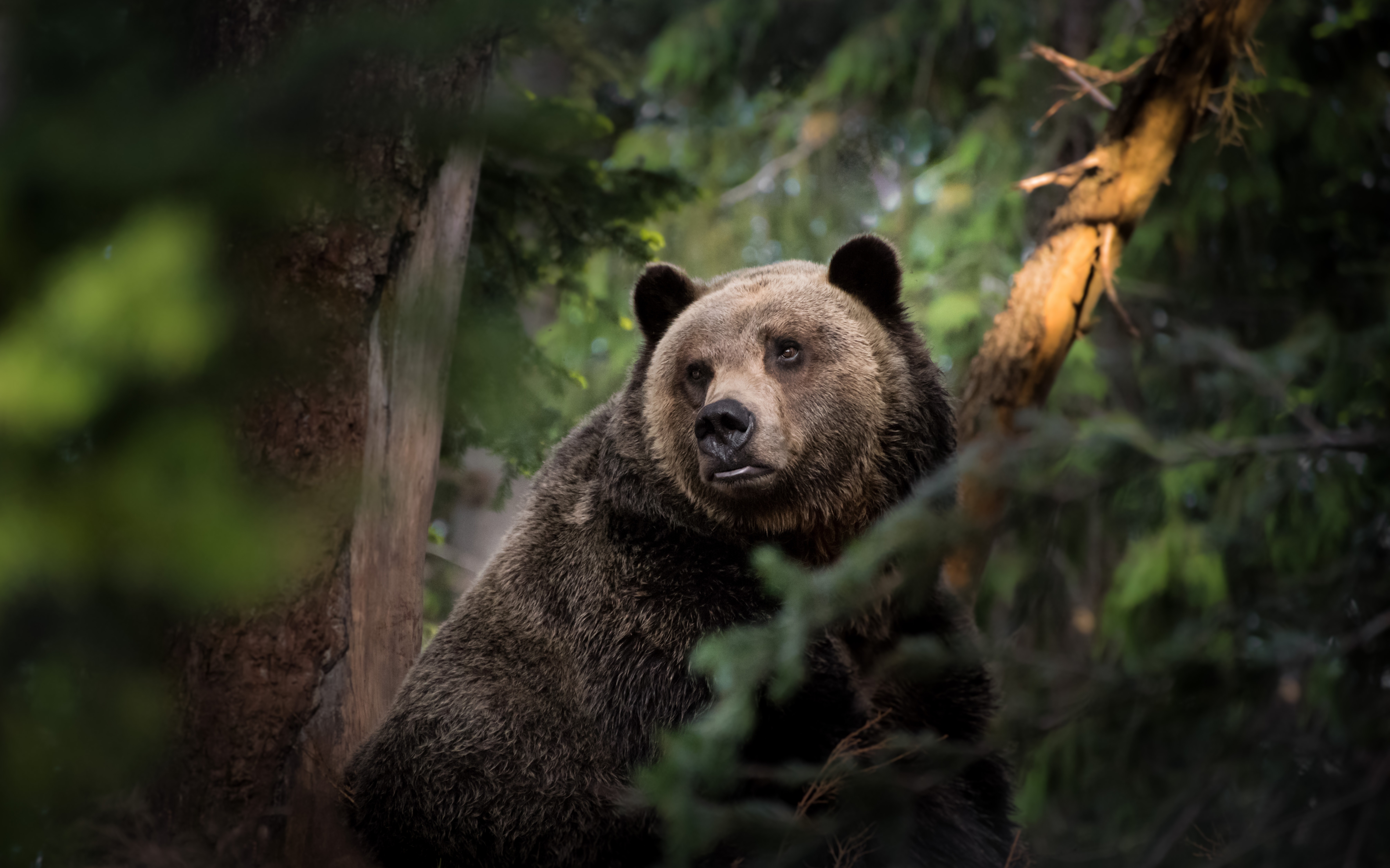 Бурый медведь во Владимирской области
