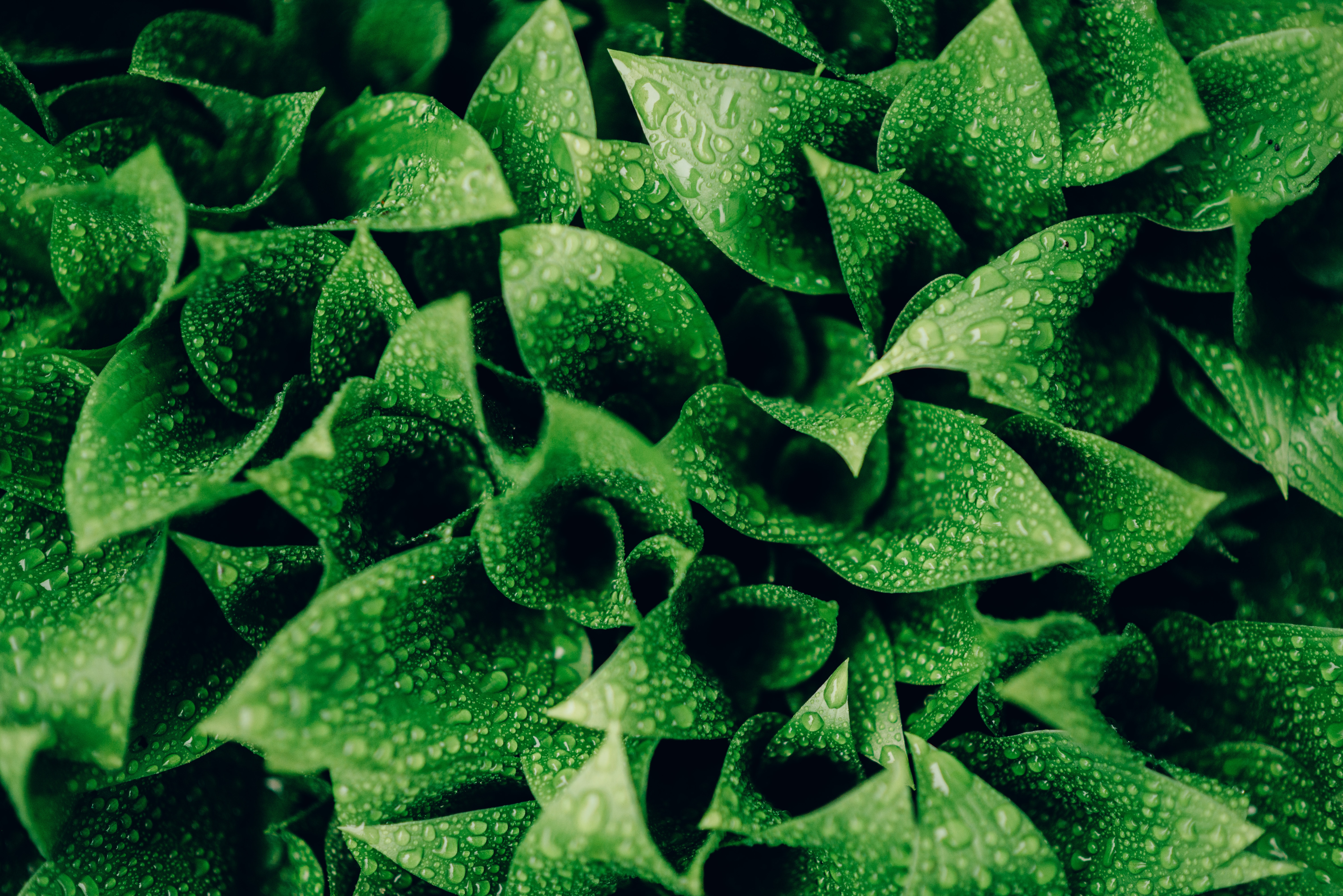 leaves, drops, green, macro, moisture Phone Background