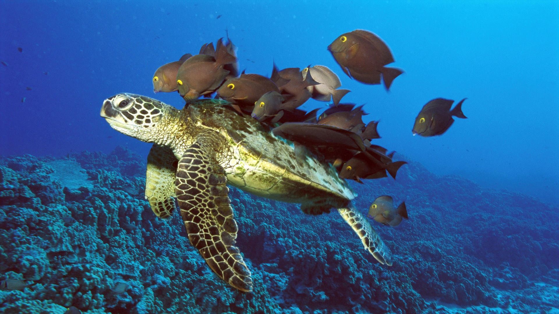 Handy-Wallpaper Tiere, Unterwasserschildkröte, Unterwasserwelt, Fische kostenlos herunterladen.