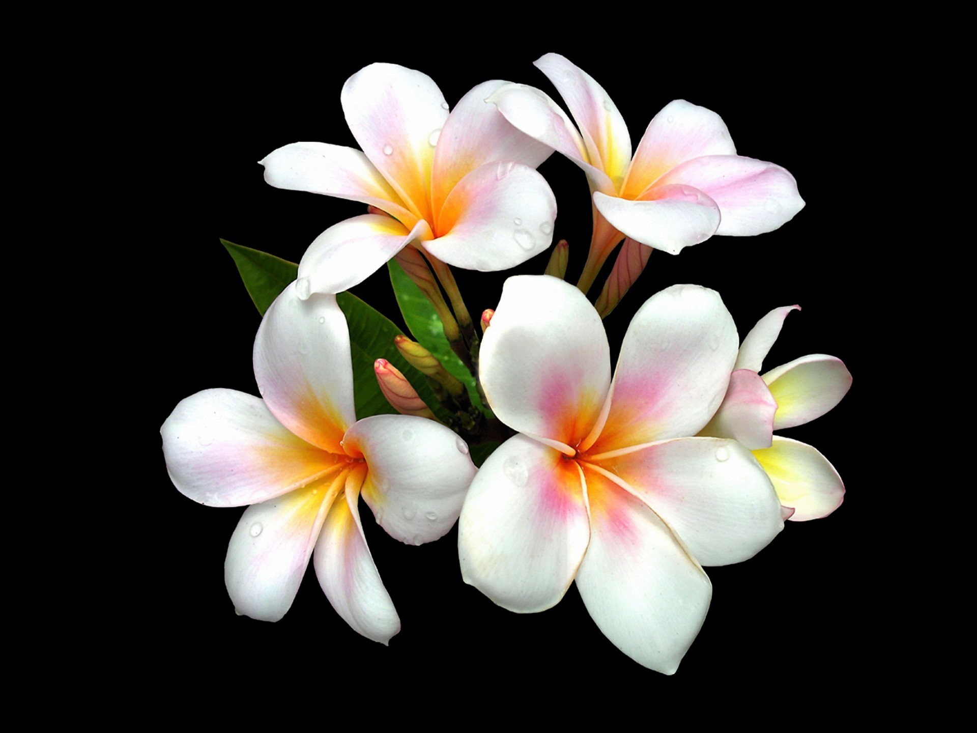 429952 télécharger l'image terre/nature, frangipanier, fleur, plumeria, fleur blanche, fleurs - fonds d'écran et économiseurs d'écran gratuits