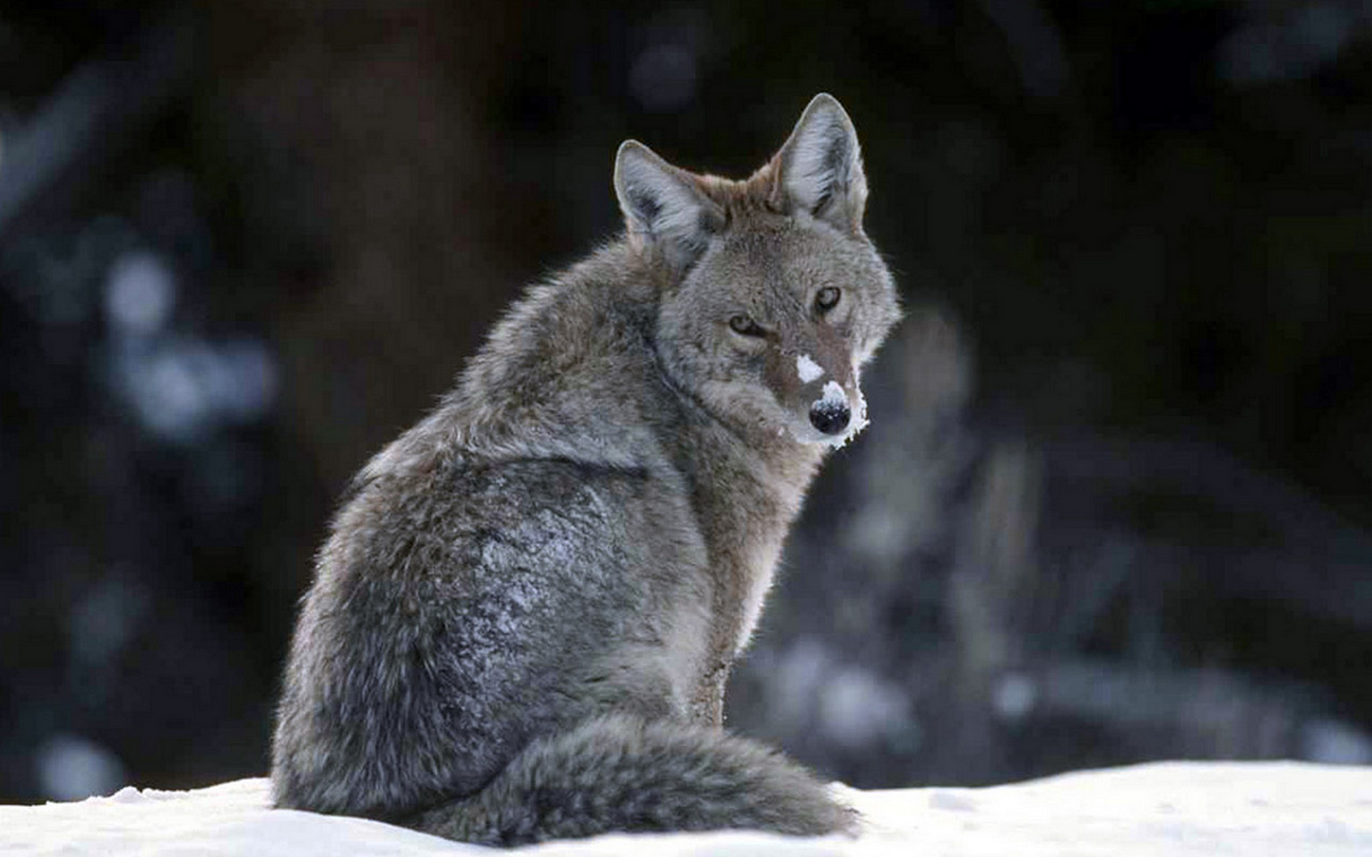 567972 télécharger l'image animaux, coyote - fonds d'écran et économiseurs d'écran gratuits