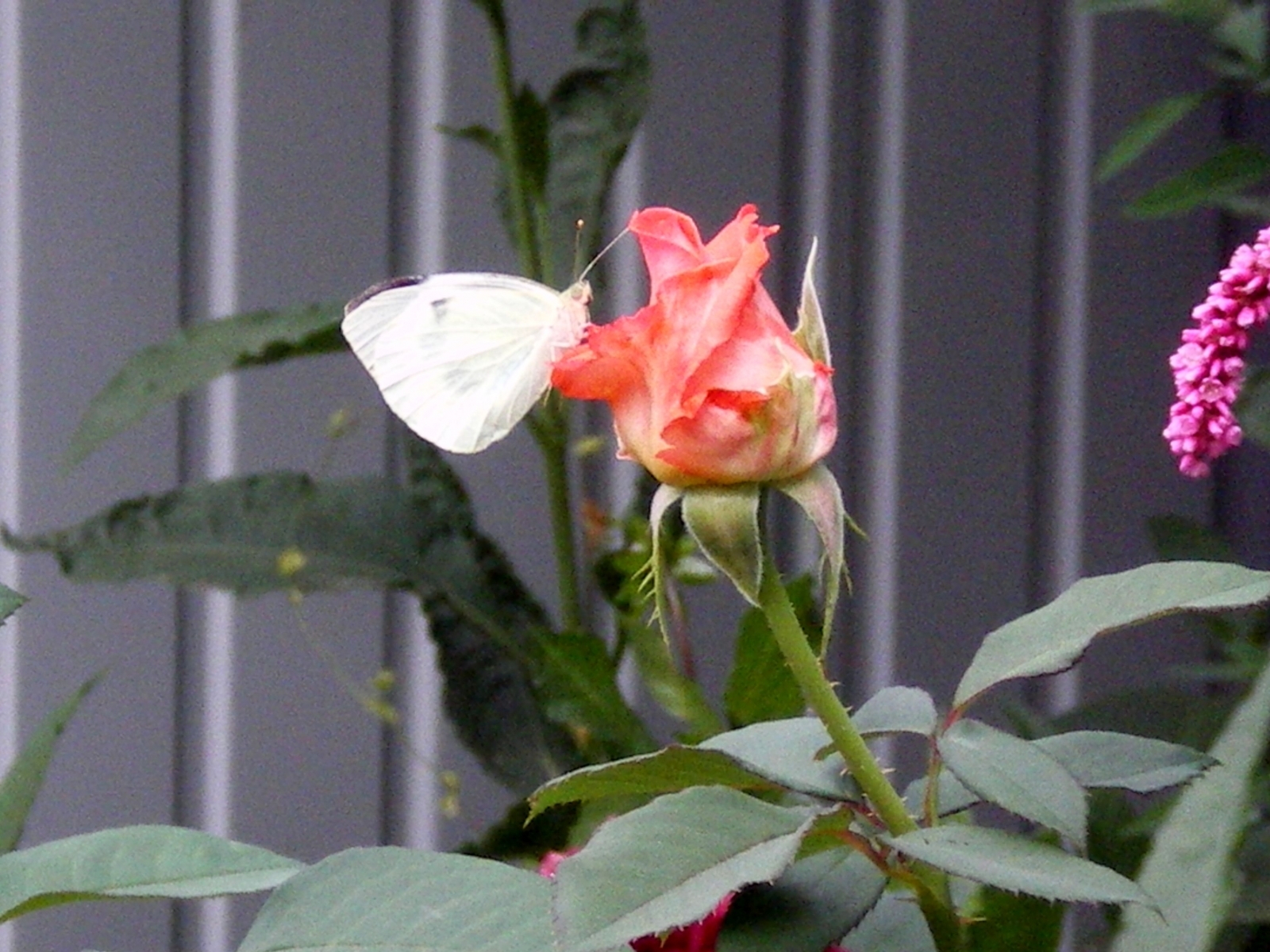 PCデスクトップに植物, 蝶, 昆虫, フラワーズ, バラ画像を無料でダウンロード