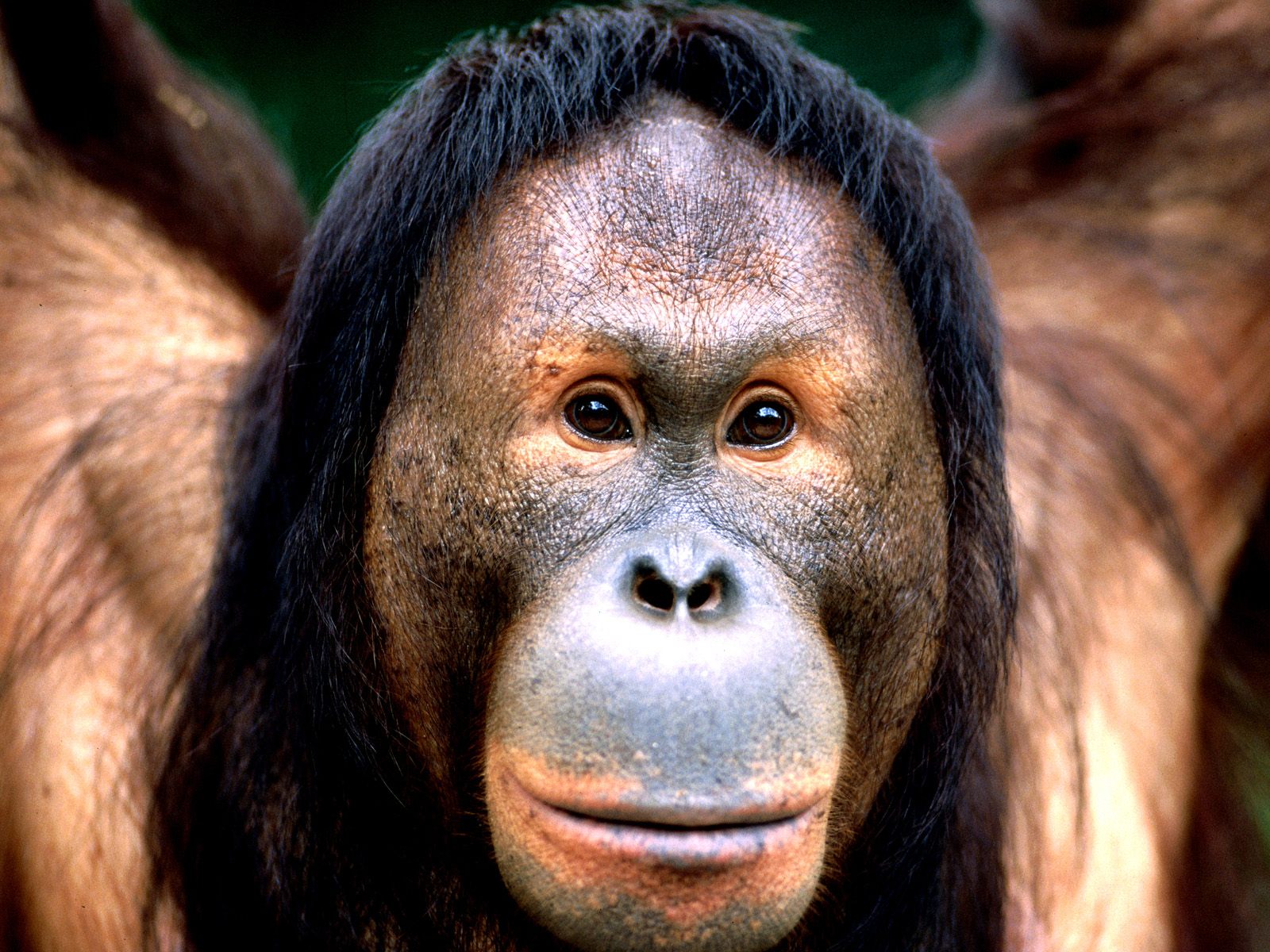 287473 télécharger l'image animaux, orang outan, singes - fonds d'écran et économiseurs d'écran gratuits