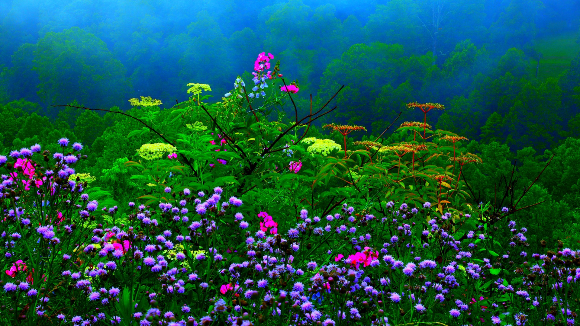 Цветочный сад в тумане