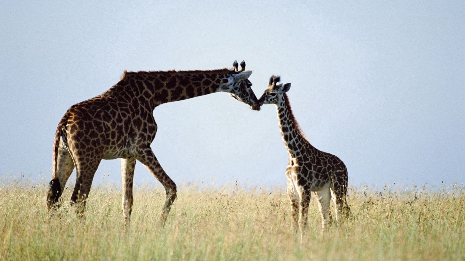 Laden Sie das Grass, Paar, Pflege, Giraffe, Tiere-Bild kostenlos auf Ihren PC-Desktop herunter