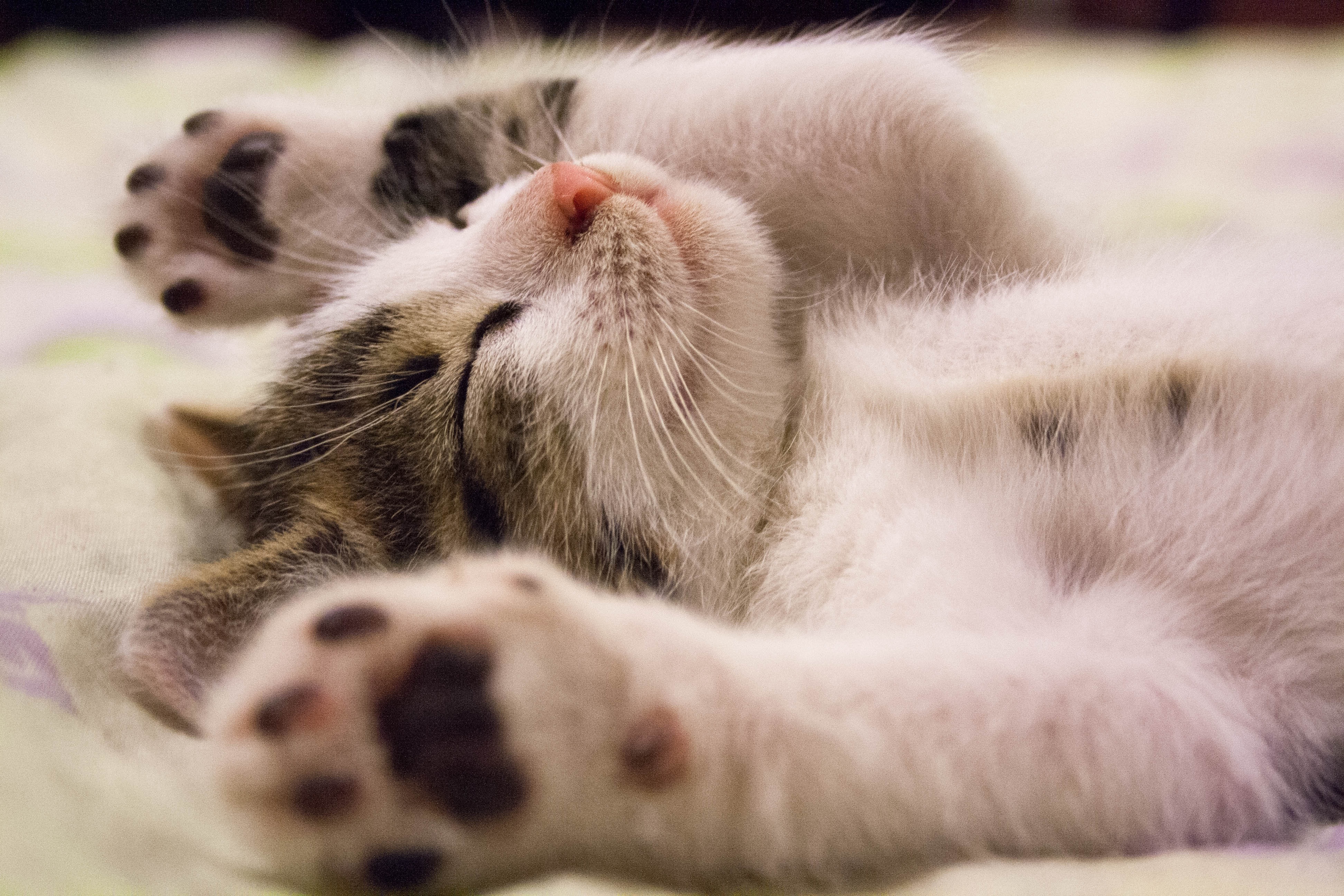 免费下载动物, 谎言, 猫咪, 小猫, 小家伙, 睡觉, 睡眠, 孩子手机壁纸。