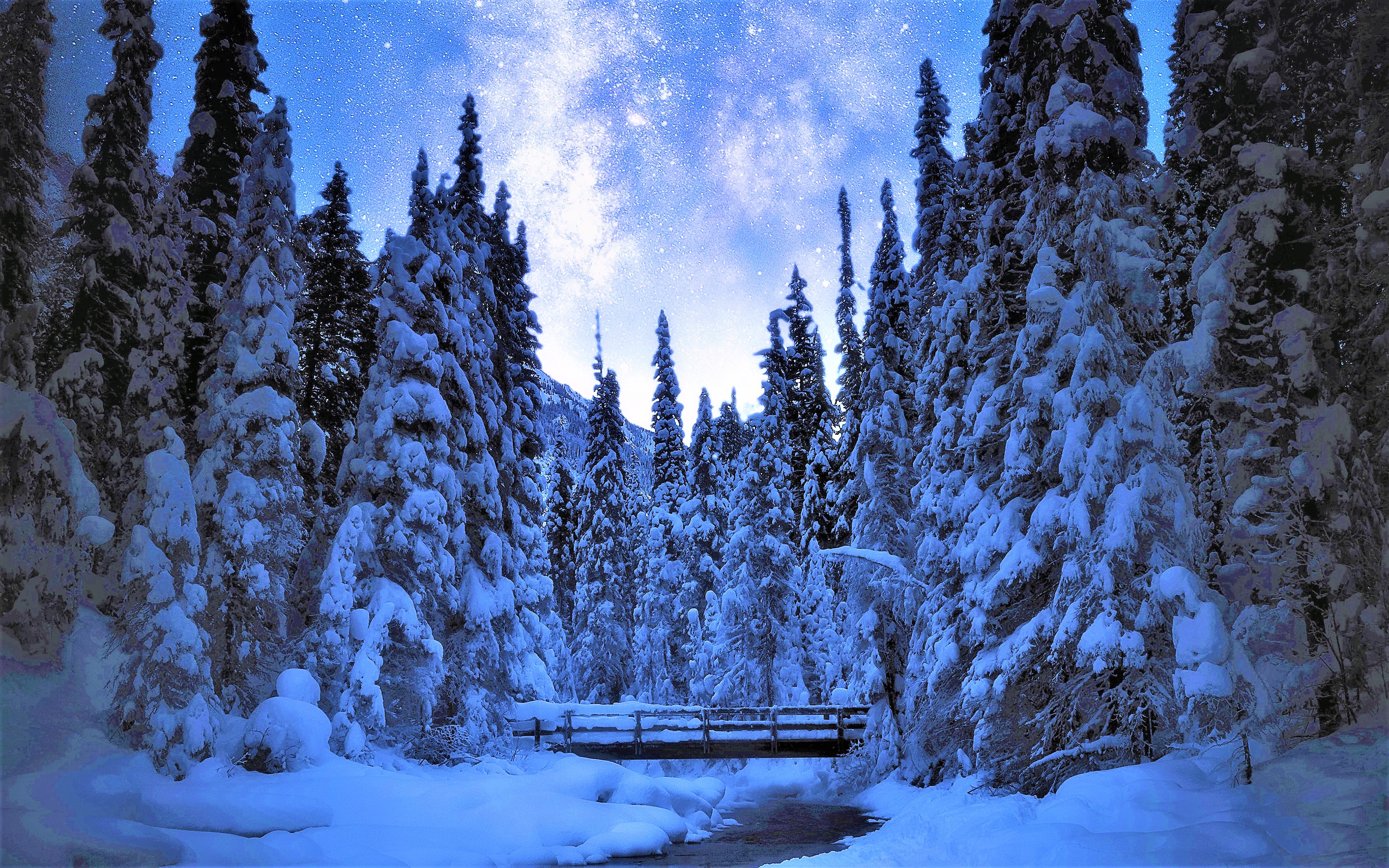 Ночной снежный лес