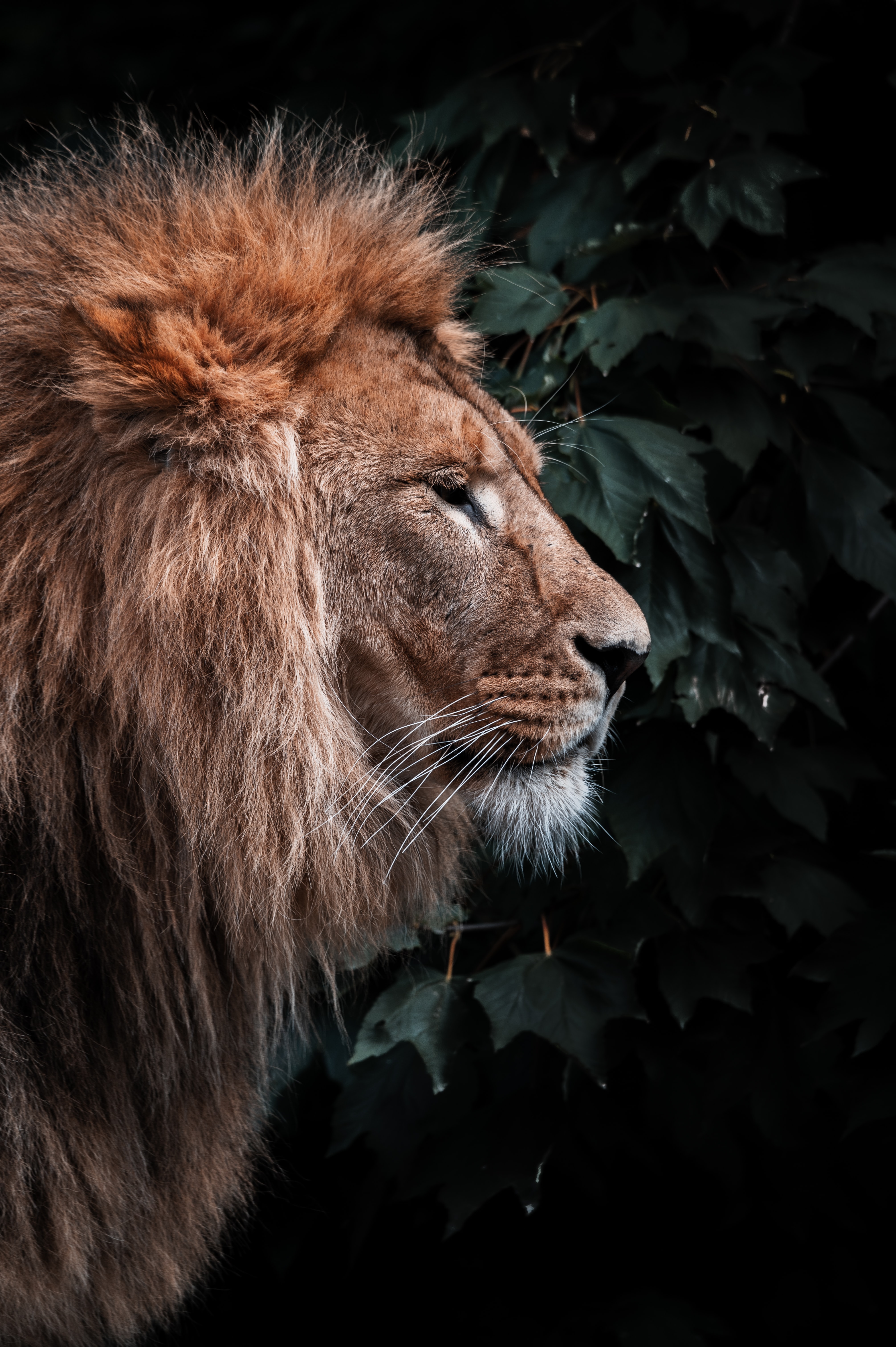 142999 baixar papel de parede leão, um leão, animais, predator, predador, animal, juba, cabeça - protetores de tela e imagens gratuitamente