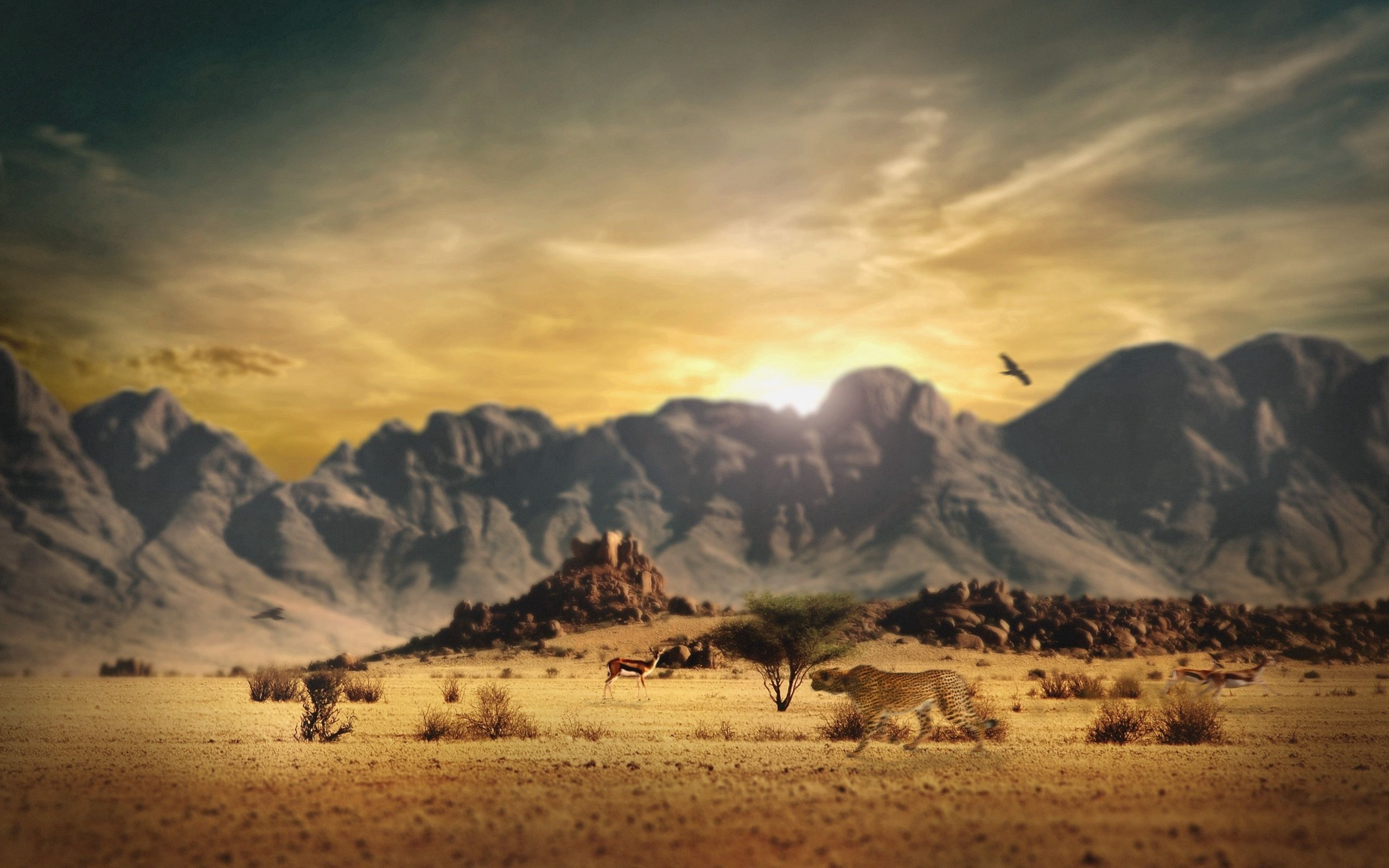 Laden Sie das Natur, Savanna, Mountains, Gepard, Jagd-Bild kostenlos auf Ihren PC-Desktop herunter