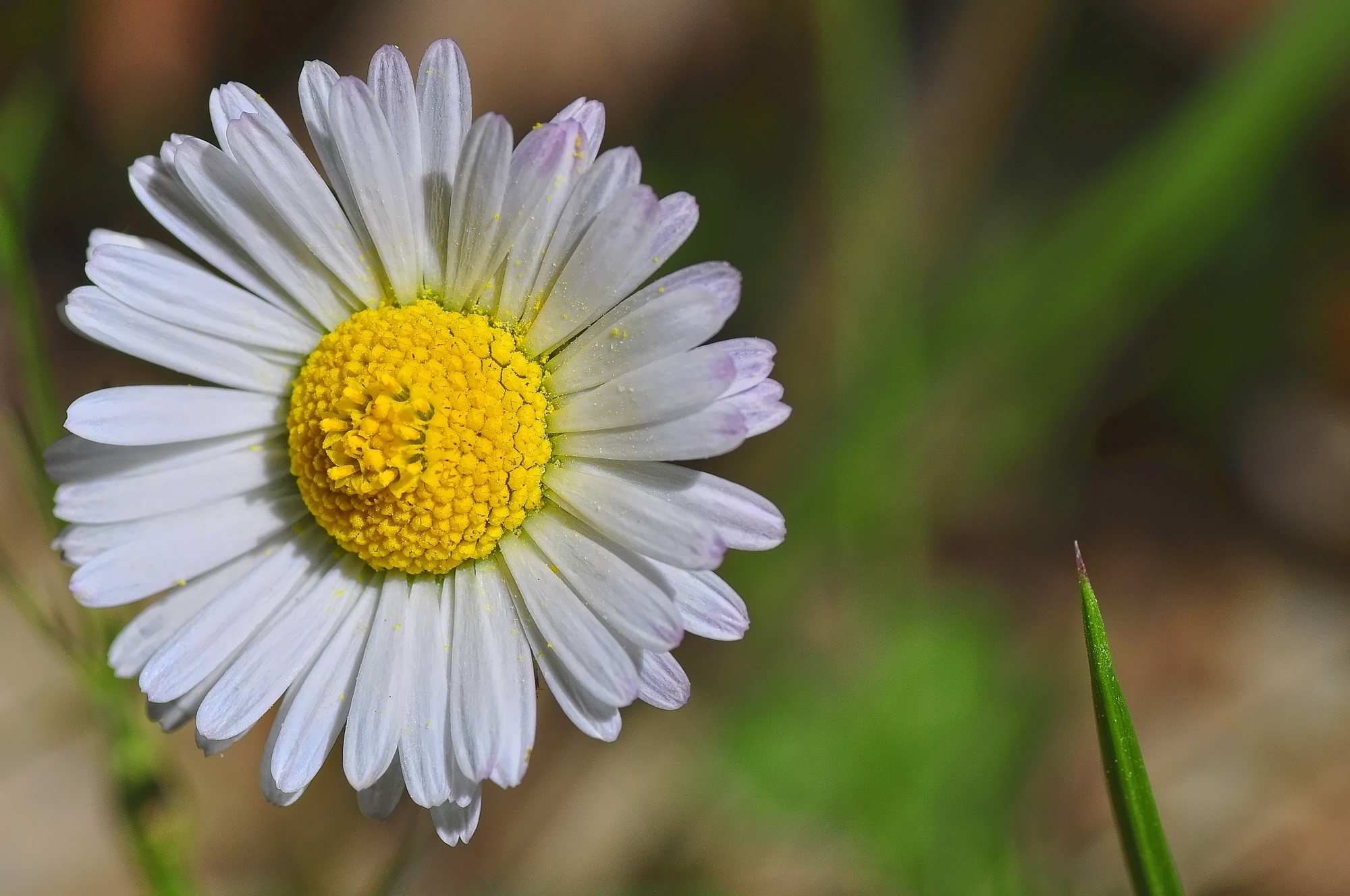 Download mobile wallpaper Bud, Petals, Chamomile, Flowers, Camomile, Flower for free.