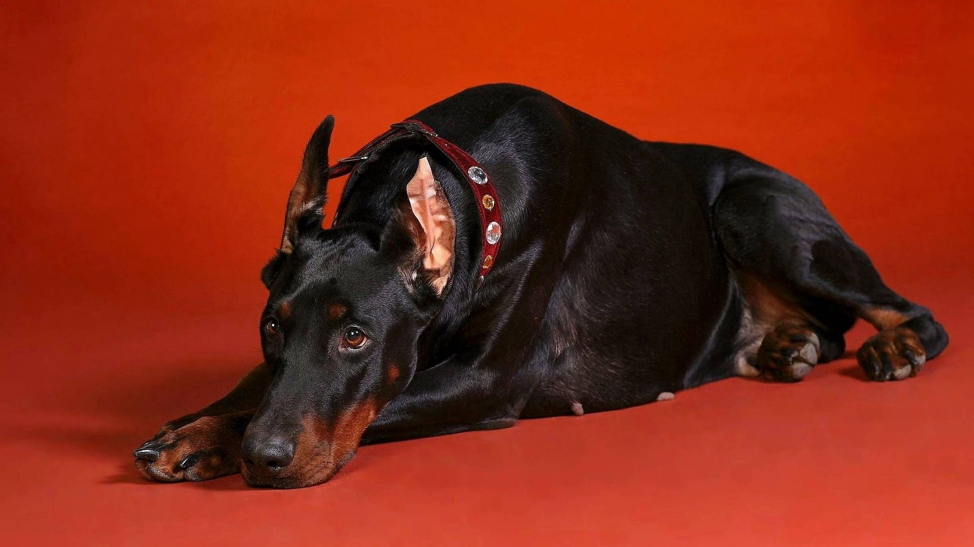 wallpapers animals, to lie down, lie, dog, large, big, doberman, photosession, photo shoot