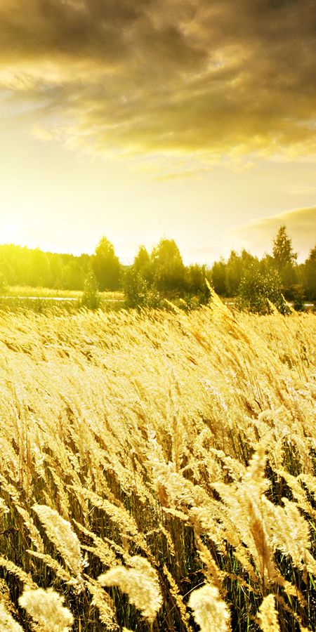 Пшеничное солнце. Золотое поле пшеницы. Солнечное пшеничное поле. Поле пшеницы на Восходе. Восход солнца пшеничное поле.