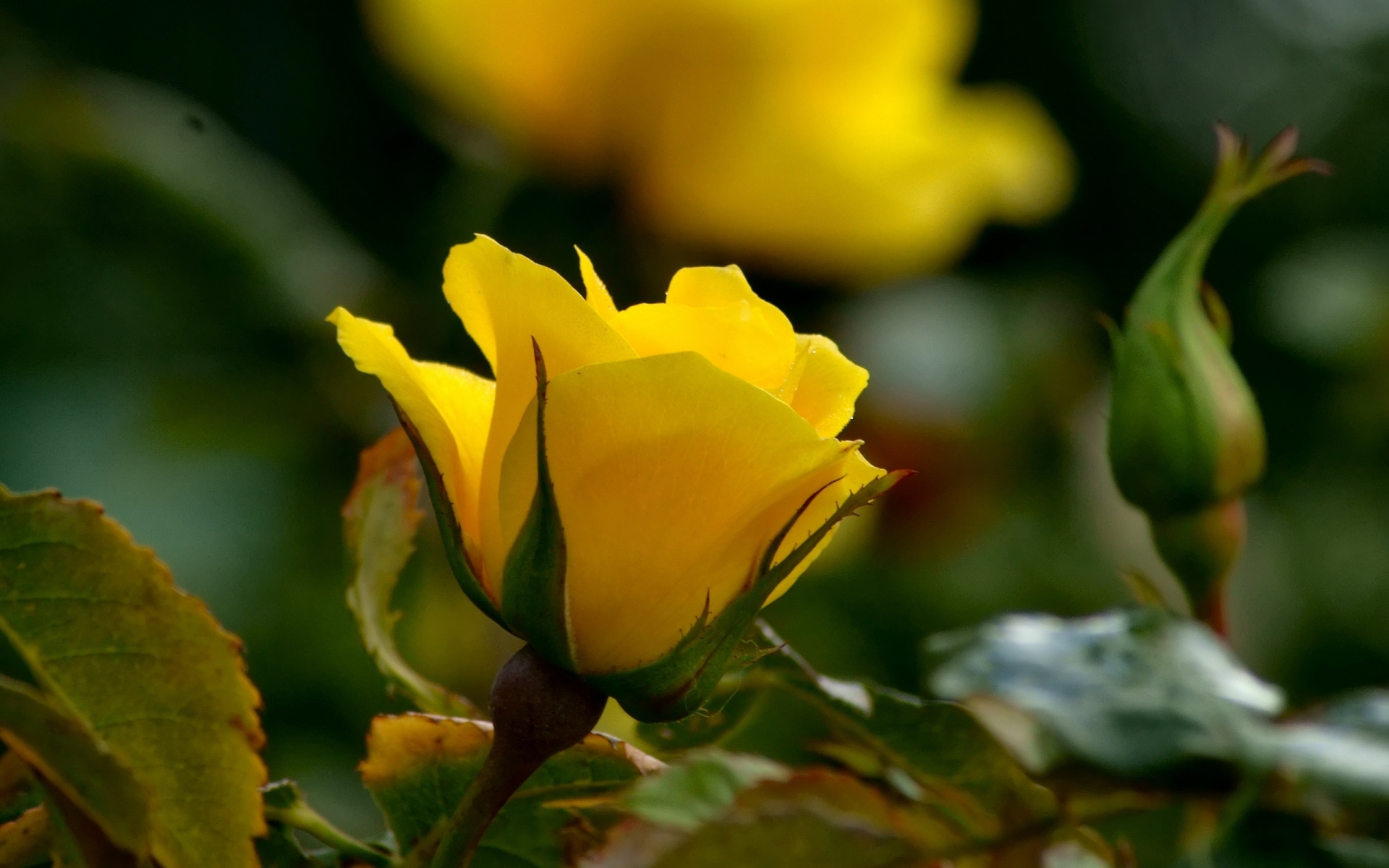 Желтая роза бутон